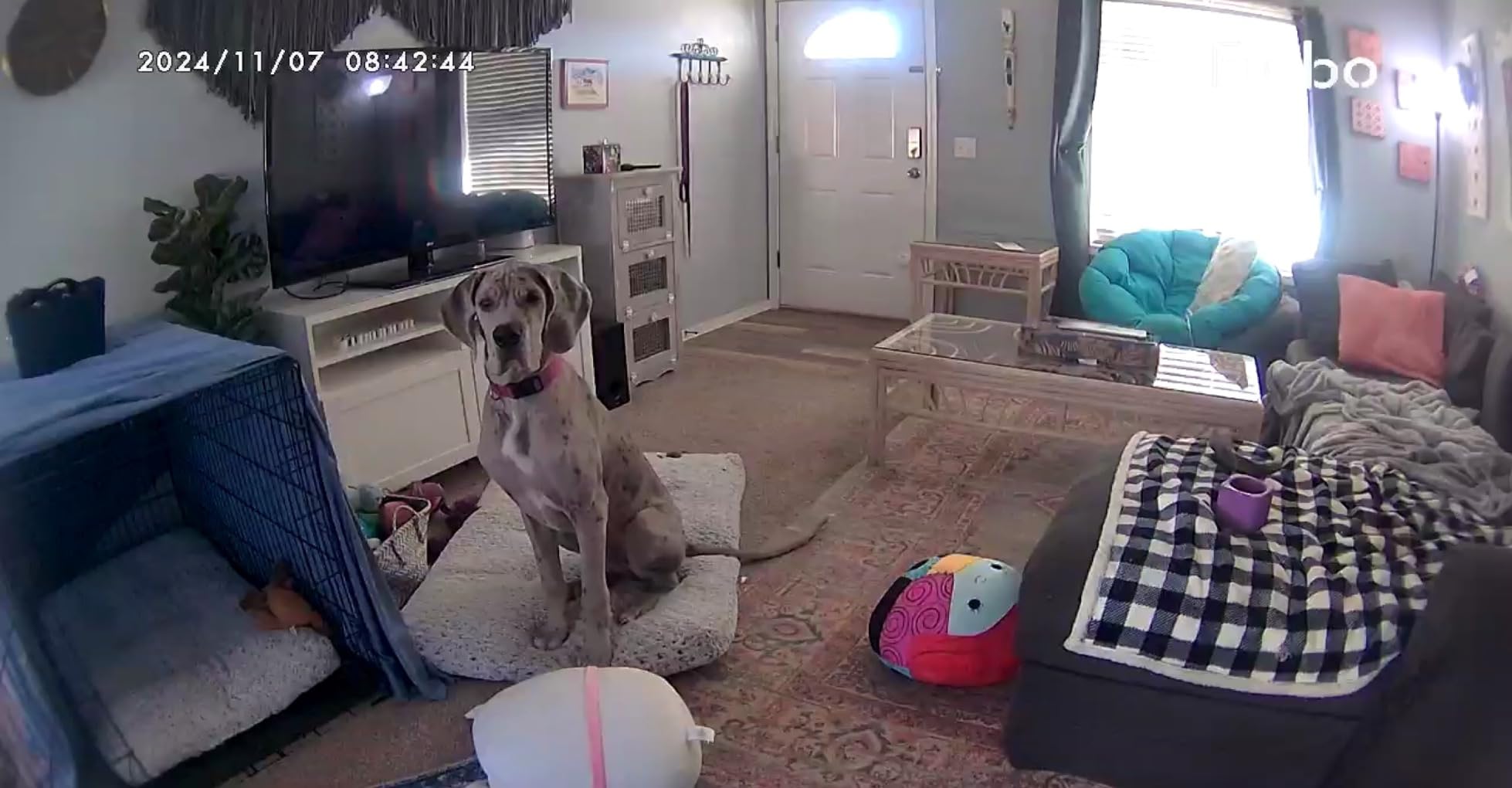 Furbo 360° Dog Camera [Core Features, No Ongoing Cost] customer photo 1