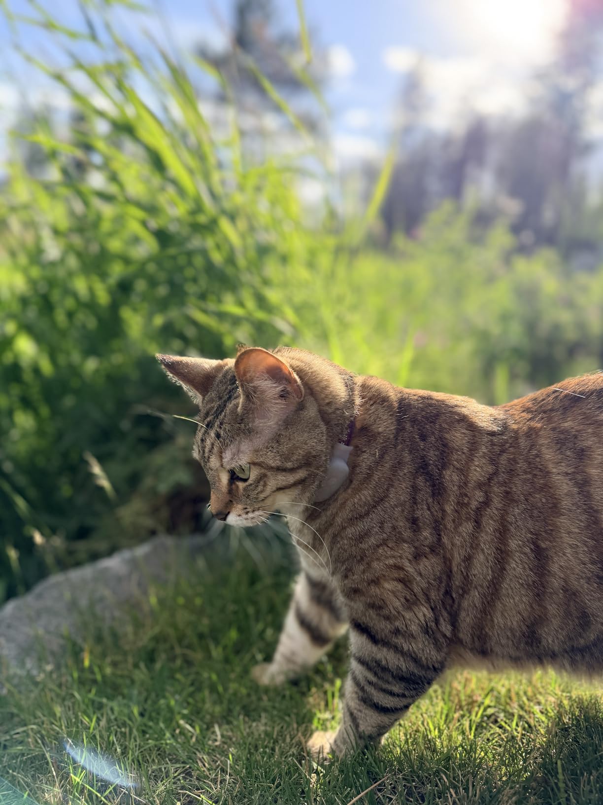 Tabcat V2 Cat & Kitten Tracker - More Accurate Than GPS - No Monthly Fee or Subscription - Includes 2 Homing Tags - Up to 150m Range - Small & Lightweight Tags Perfect to Find Indoor & Outdoor Cats customer photo 1