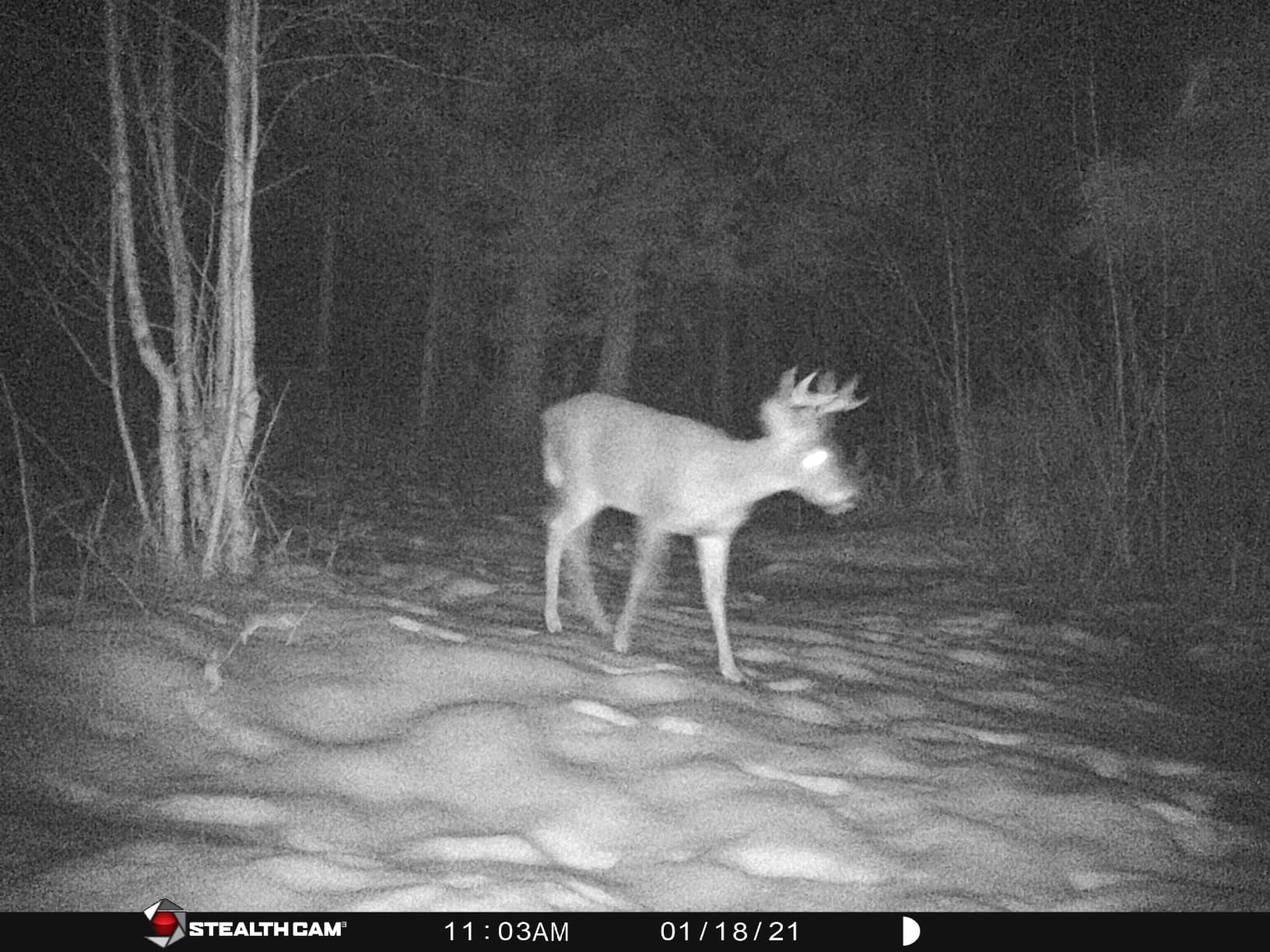 WOSODA Mini Trail Camera 4 Pack 30MP 1080P HD, Game Cam with SD Card, Waterproof Tiny Deer Camera Night Vision Motion Activated with Fast Trigger Time for Outdoor Wildlife Monitoring customer photo 1