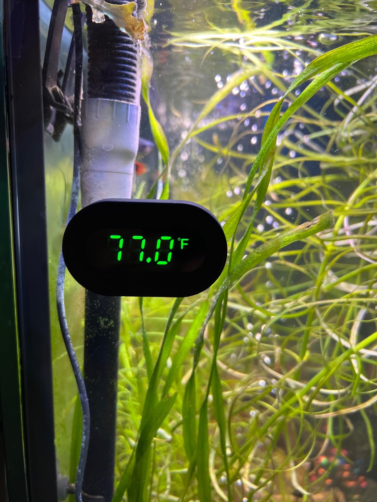 PAIZOO LED Digital Fish Tank Thermometer Stick on Highly Accurate ±0.9℉ | Replaceable Battery, Refresh Every 5s, Wireless Digital Thermometer for Fish Tank, Freshwater and Saltwater, White Display customer photo 1