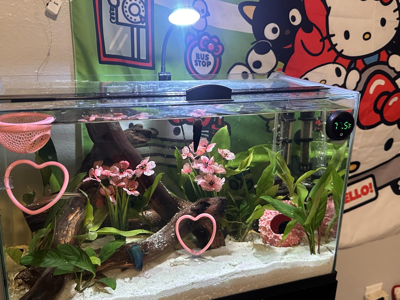 Carefree Fish Removable Digital Aquarium Thermometer Accurate ±0.9°F | External Stick-On Temp Monitor, Touch LED Display & Replaceable CR2032 Battery (US Patent Number:D1038779S) customer photo 1