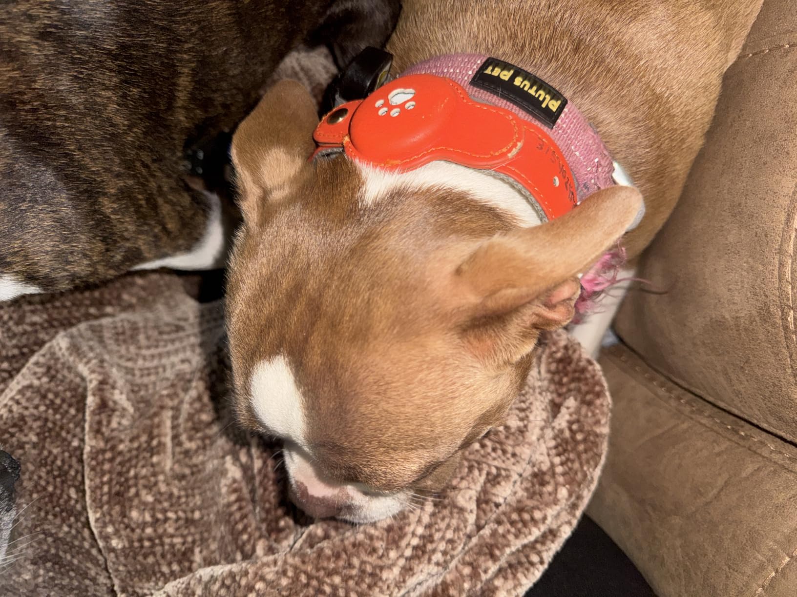 New GPS Tracker for Dogs: Smart Pet Collar with Real-Time Tracking, No Monthly Fee/Subscription (iOS & Android) Waterproof, Anti-Lost, 365-Day Long Battery Life GPS Tracker Dog Collar(Tracker Included) customer photo 1