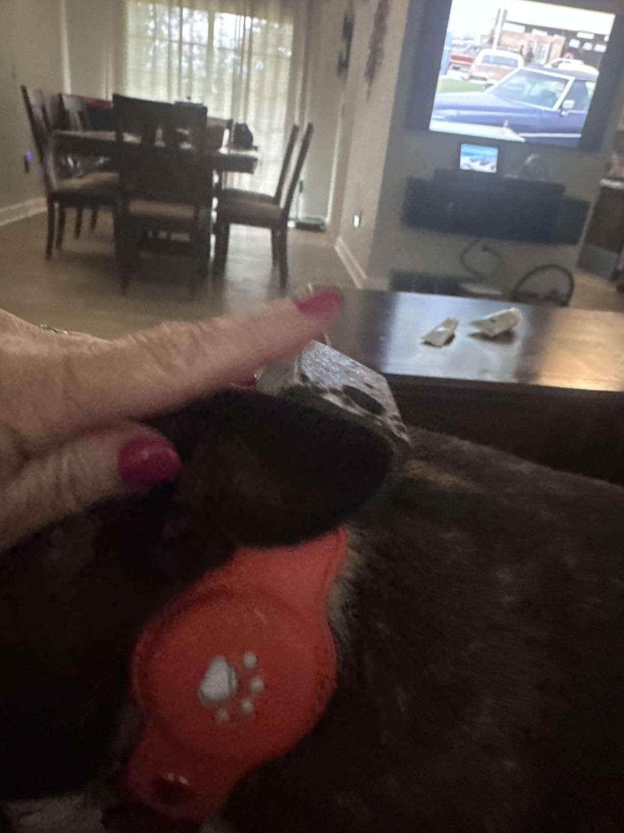 New GPS Tracker for Dogs: Smart Pet Collar with Real-Time Tracking, No Monthly Fee/Subscription (iOS & Android) Waterproof, Anti-Lost, 365-Day Long Battery Life GPS Tracker Dog Collar(Tracker Included) customer photo 2