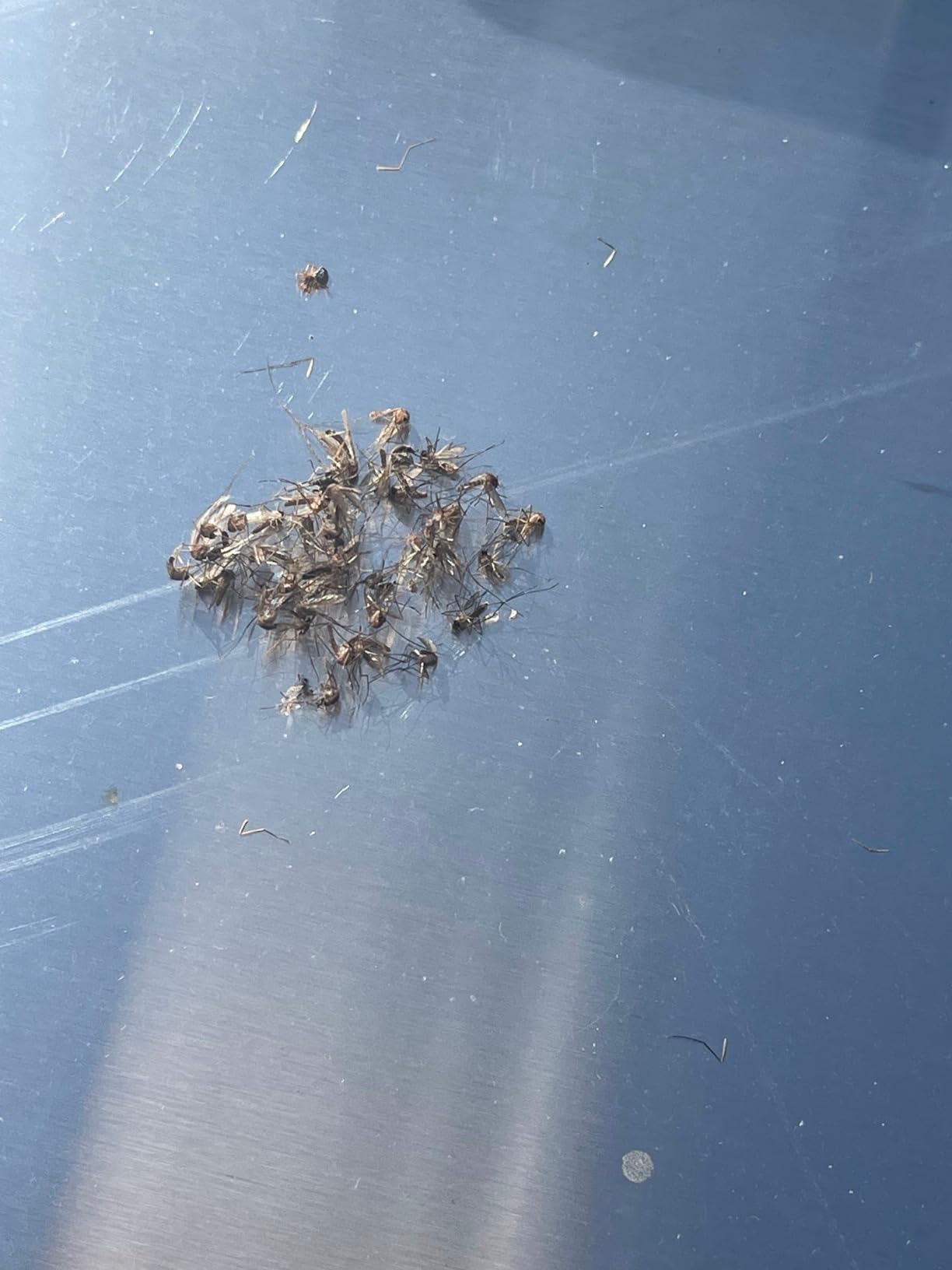 Mosquito Magnet Patriot Plus Propane Mosquito Trap, CO2 Flying Insect Trap customer photo 1