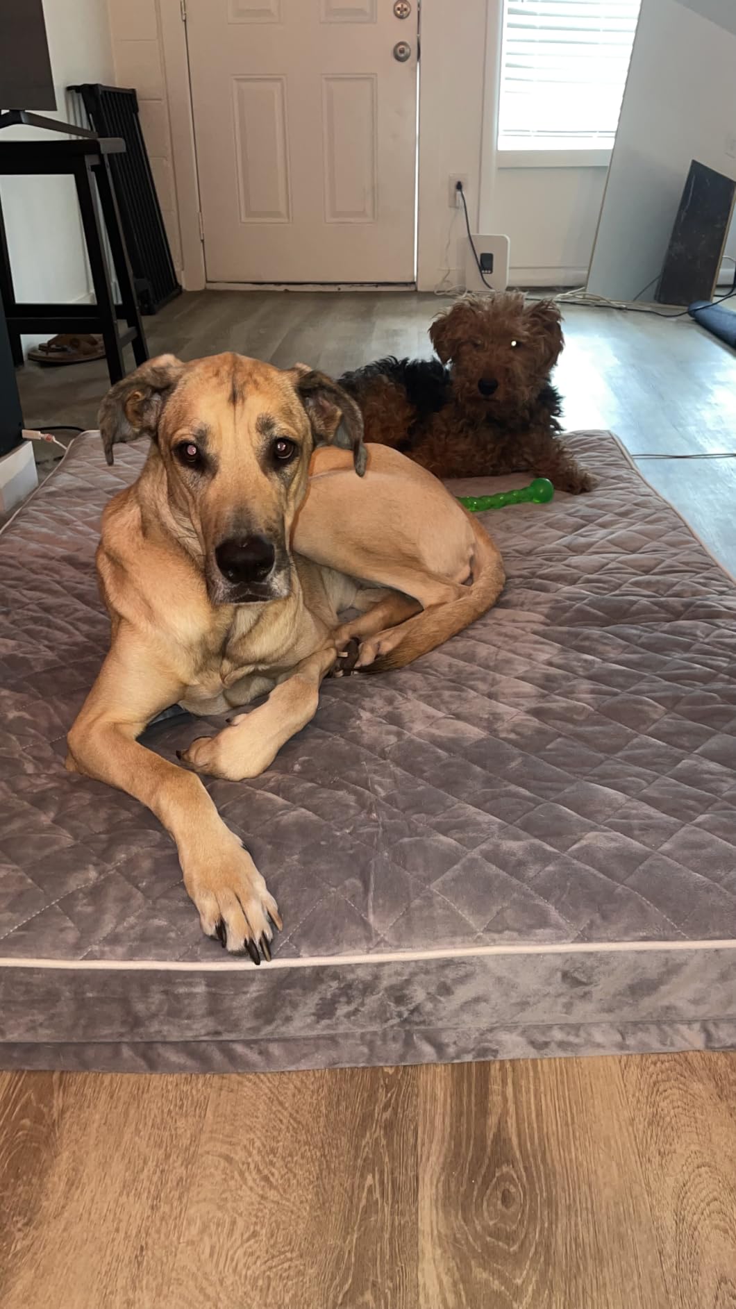 WNPETHOME Orthopedic Waterproof Extra Large Senior Dogs Bed for Comfy Sleep customer photo 1