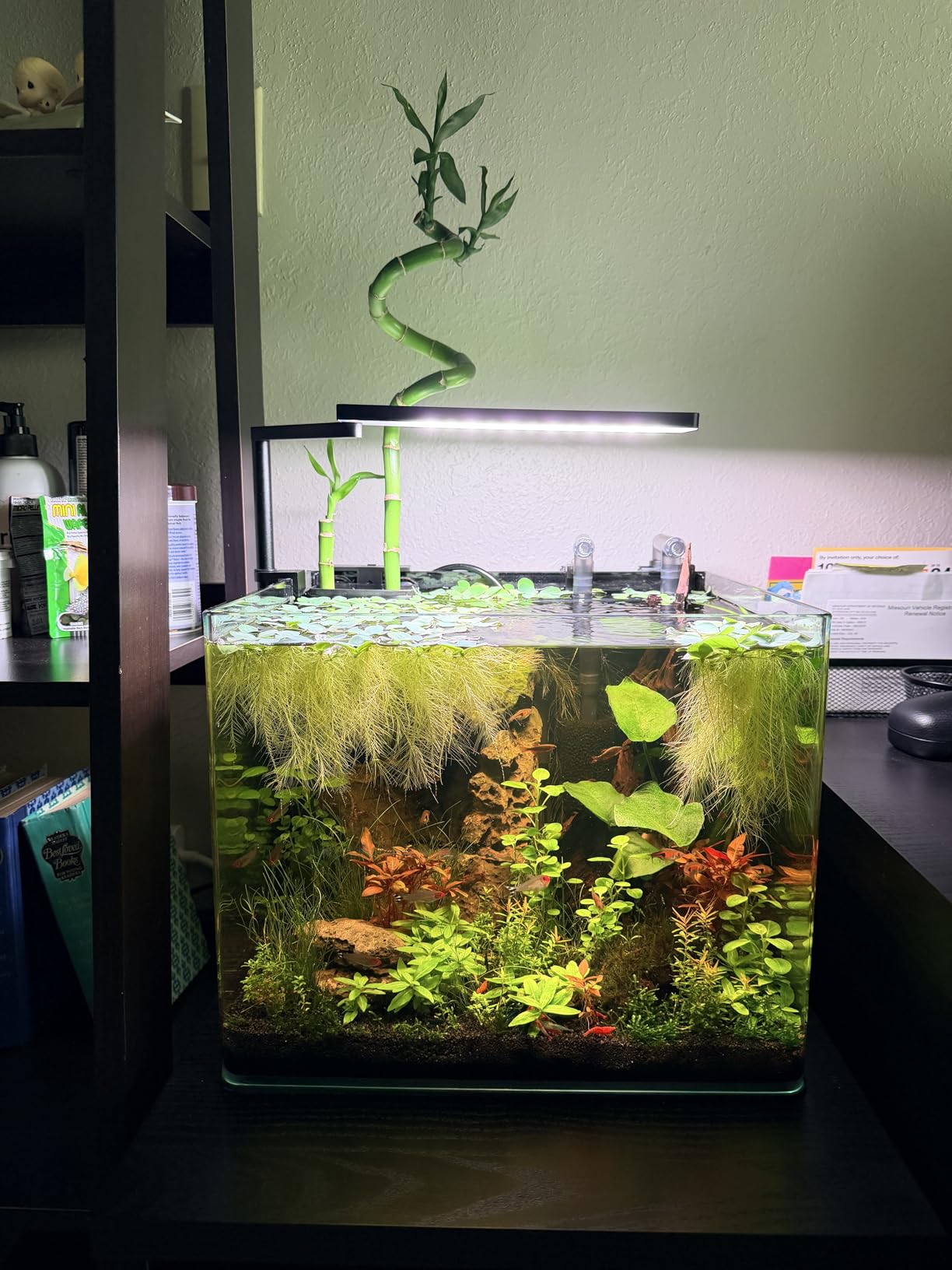 FZONE Solo Series Nano Aquarium Light for Freshwater and Planted Tanks customer photo 1