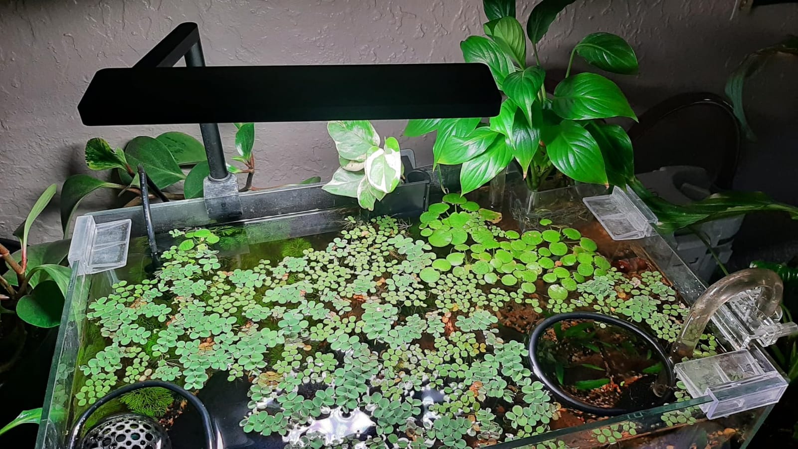 FZONE Solo Series Nano Aquarium Light for Freshwater and Planted Tanks customer photo 2