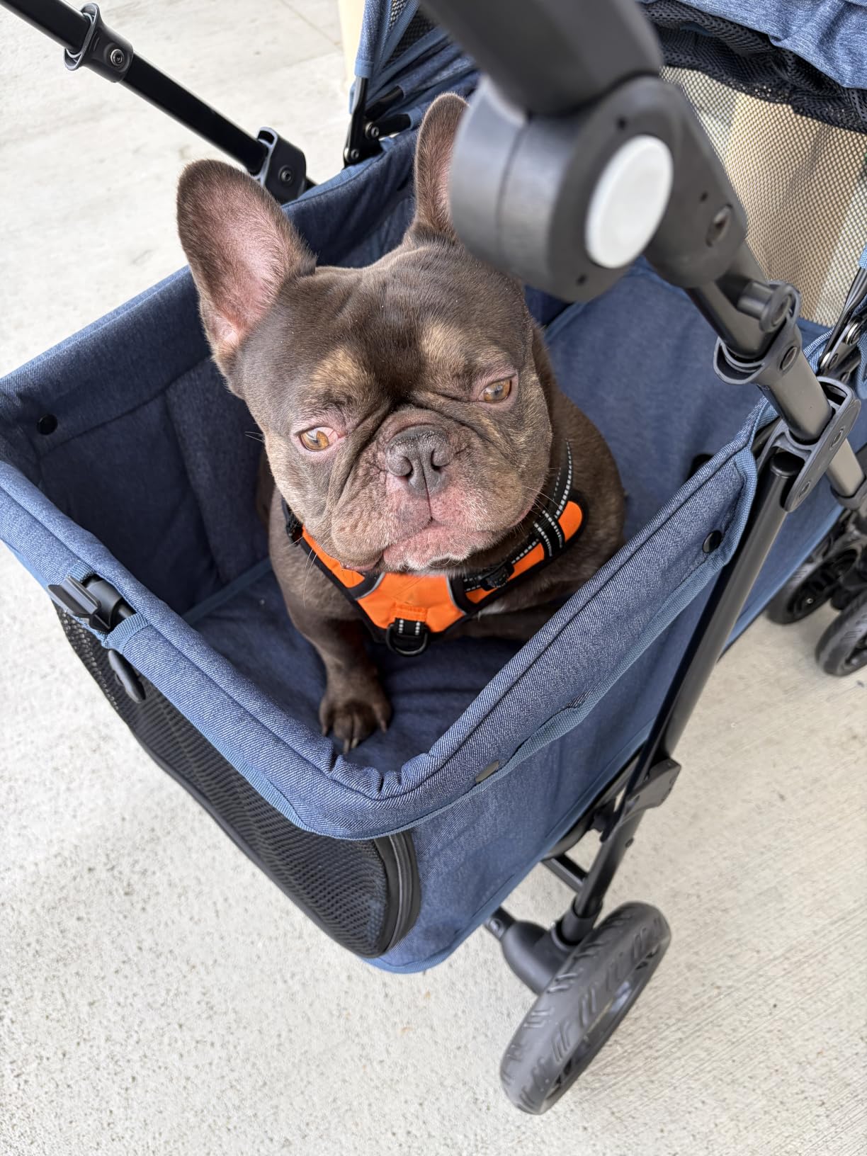 Dog Stroller for Large & Medium Dogs (20–132 lbs), for 2 Small Dogs customer photo 2
