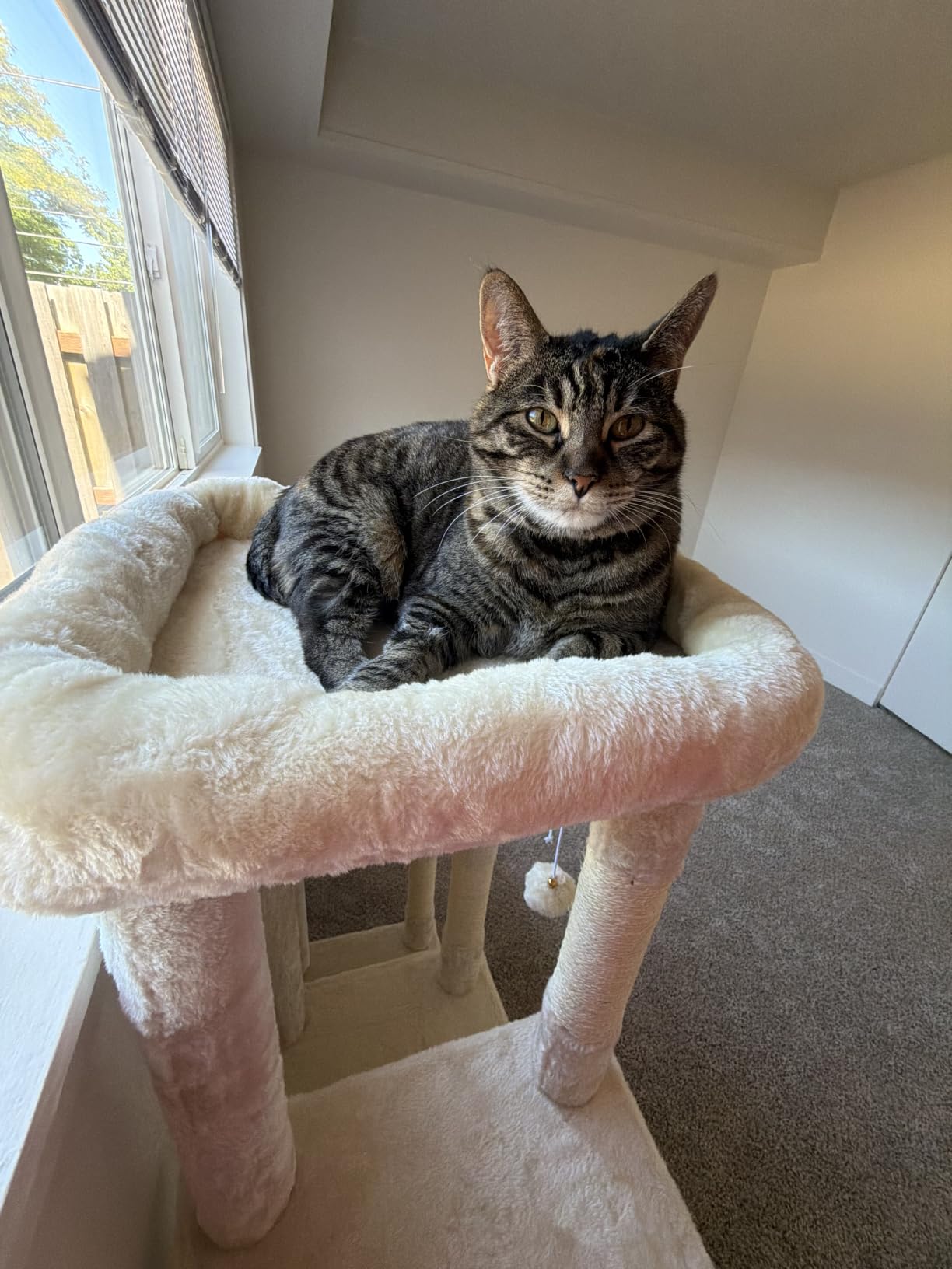 Heybly Heavy Duty Cat Tree with Large Base for Large Indoor Cats HCT026W customer photo 1