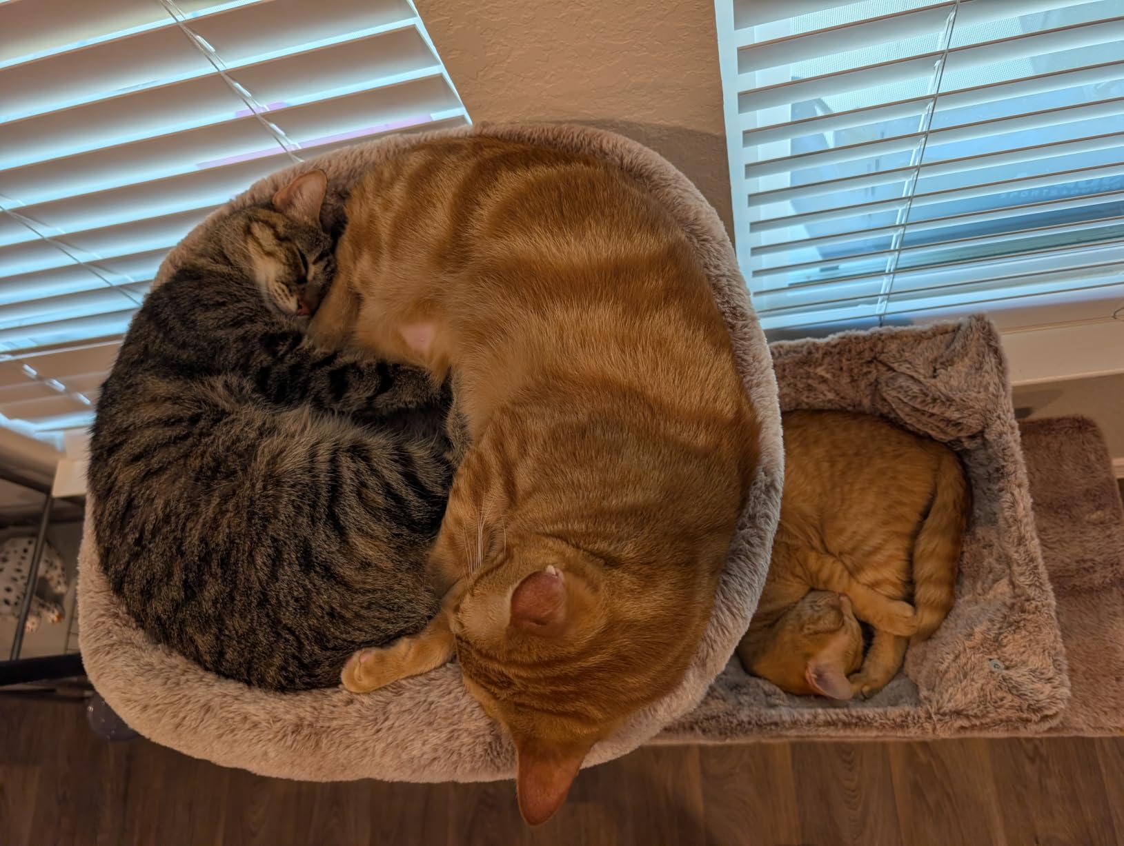 Heybly Heavy Duty Cat Tree with Large Base for Large Indoor Cats HCT026W customer photo 2