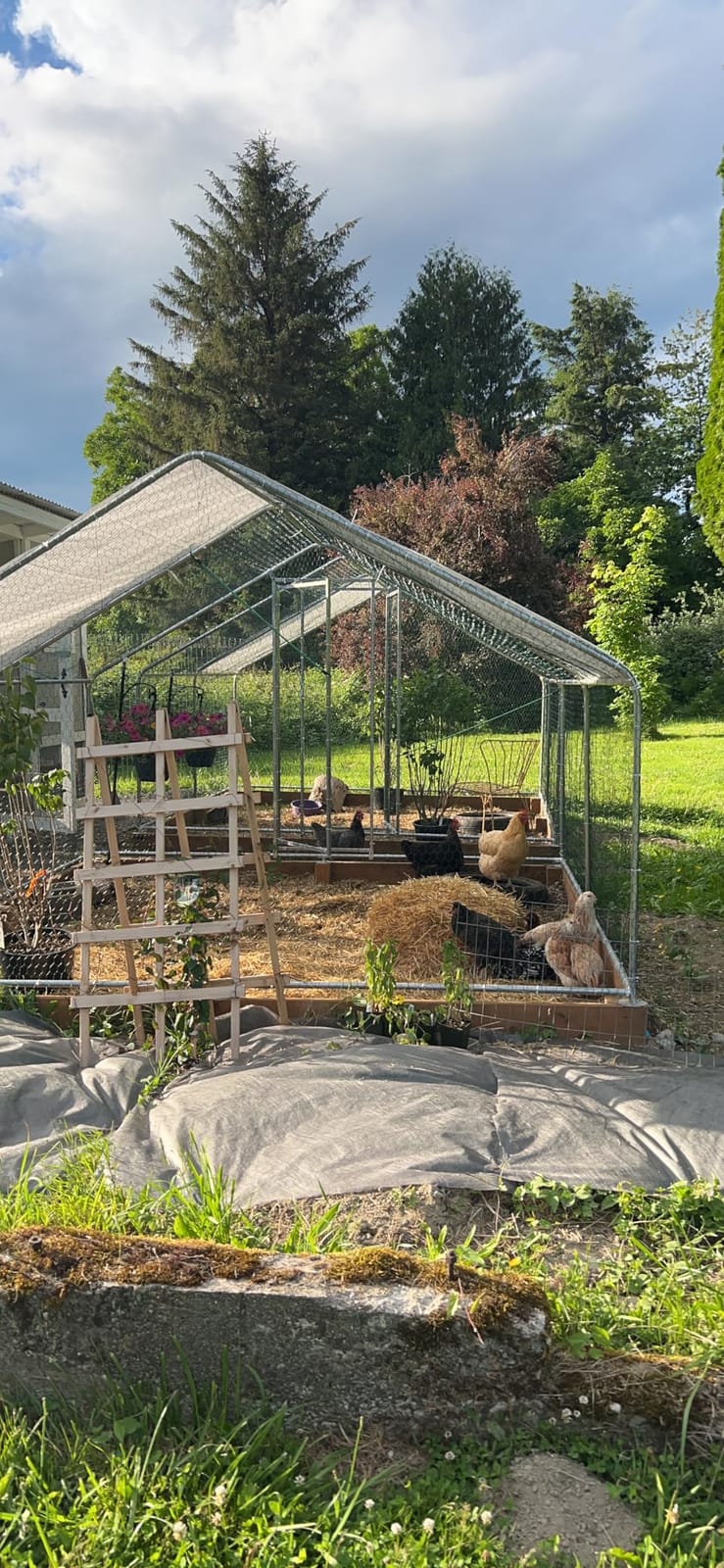 Metal Chicken Coop with Hardware Cloth, Walk-in Poultry Cage for Hen Duck customer photo 2