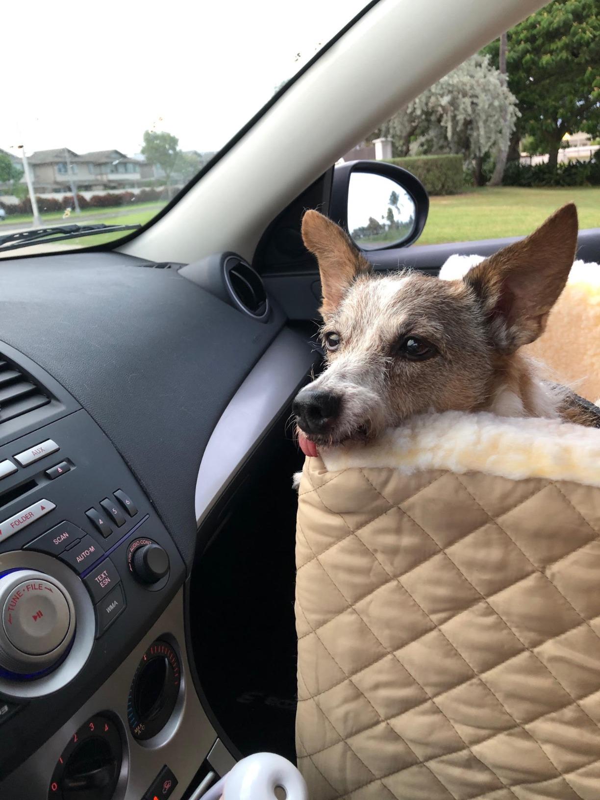 Snoozer Lookout I Car Seat - Dog Car Seats for Small Dogs, Puppy Booster Bed for Small Sized Pets up to 18 Lbs, Elevated, Washable - Size S, Black Quilted customer photo 2