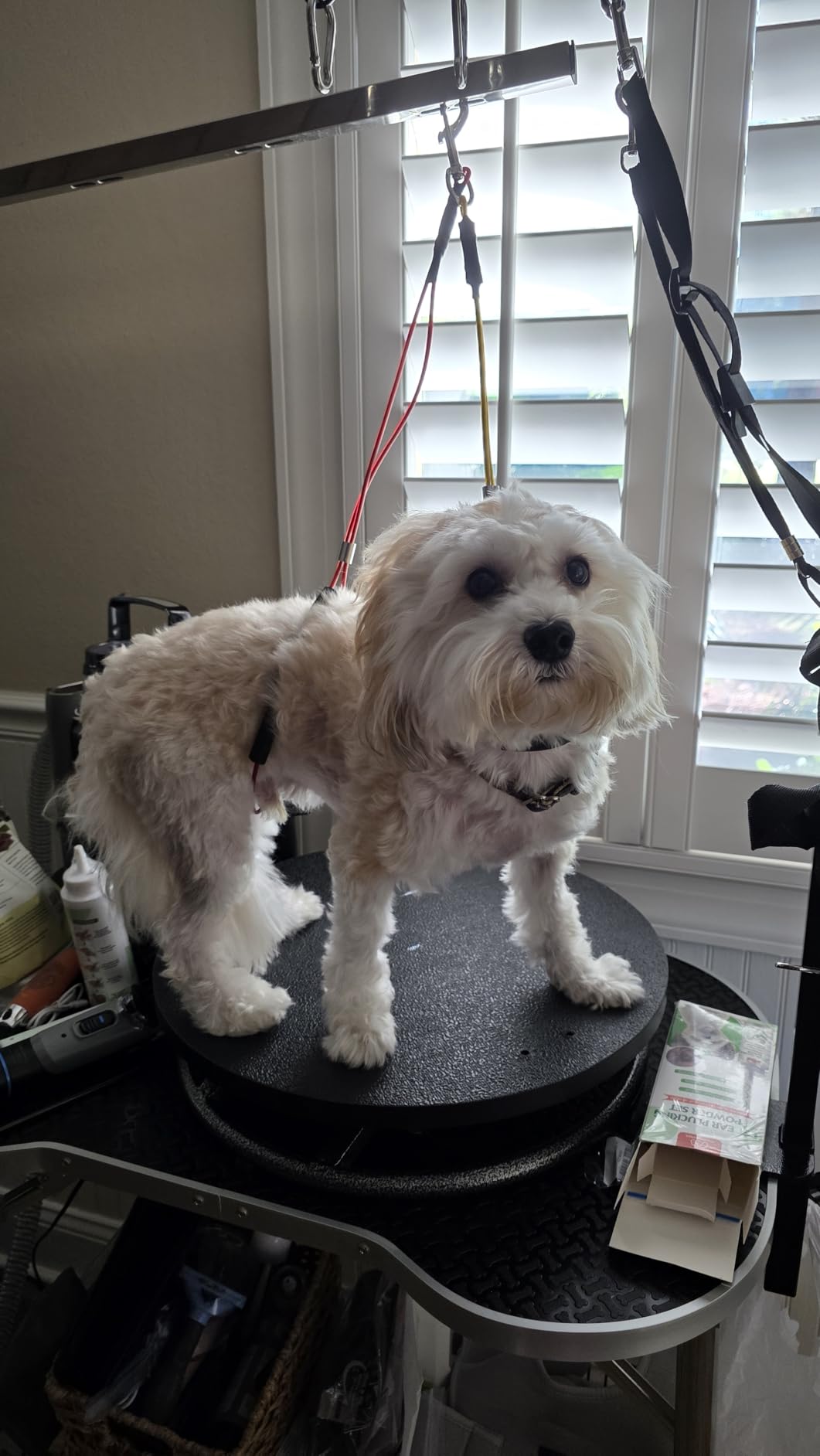 Master Equipment Pet Grooming Table for Pets,Blue customer photo 1
