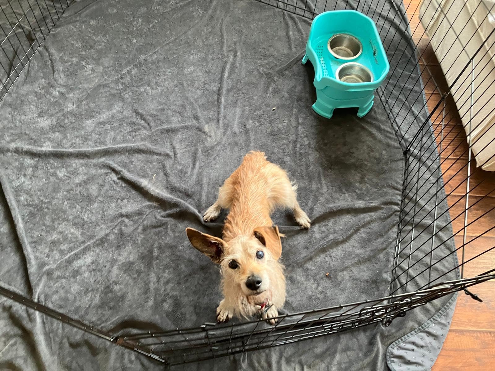Dog Playpen - Foldable Metal Exercise Puppy Play Pen with 8 24x30in Panels - Indoor/Outdoor Pen with Door for Dogs, Cats or Small Animals by PETMAKER customer photo 1