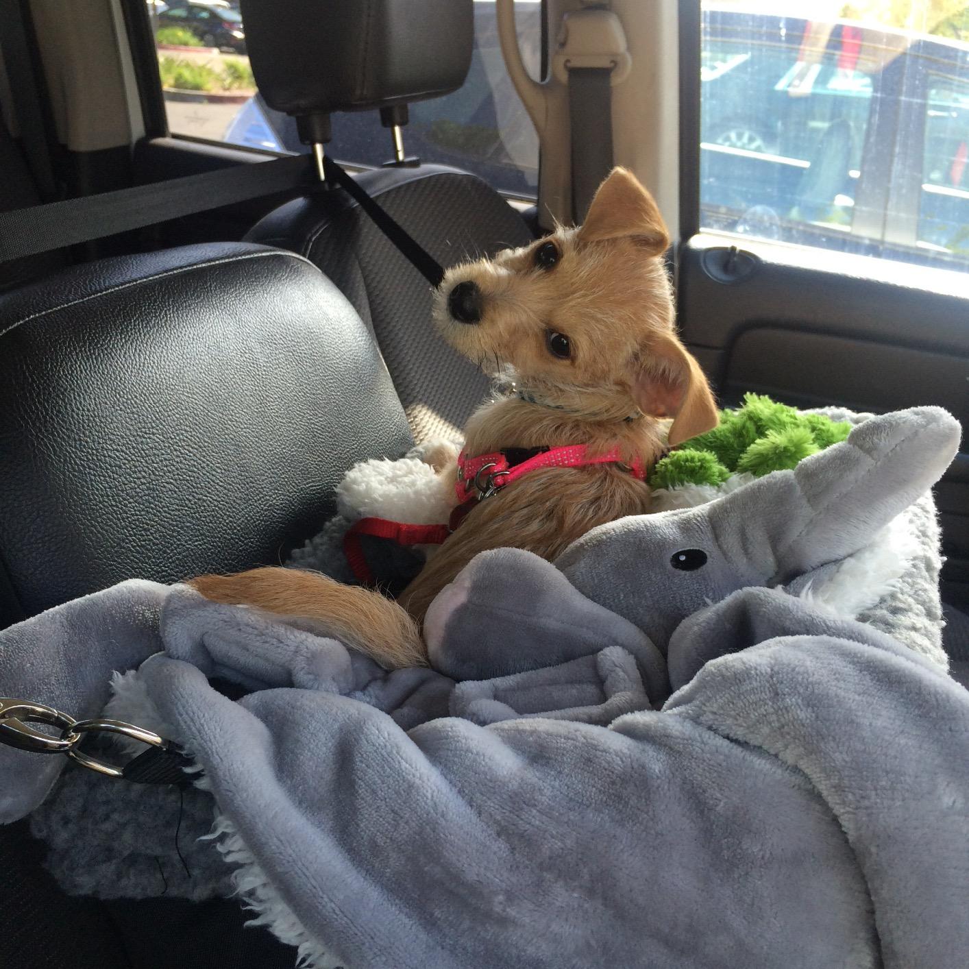 Deluxe Dog Car Seat Fits Pets up to 15lbs, Dog Booster Seat, Padded Cushioning, Adjustable Straps, Metal Frame Encasing, Installs in Seconds, Collapsible Canvas and Easy to Clean customer photo 1
