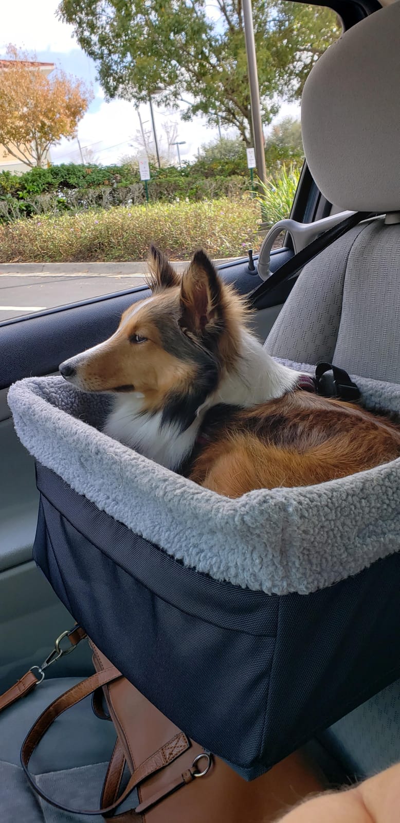 Deluxe Dog Car Seat Fits Pets up to 15lbs, Dog Booster Seat, Padded Cushioning, Adjustable Straps, Metal Frame Encasing, Installs in Seconds, Collapsible Canvas and Easy to Clean customer photo 2