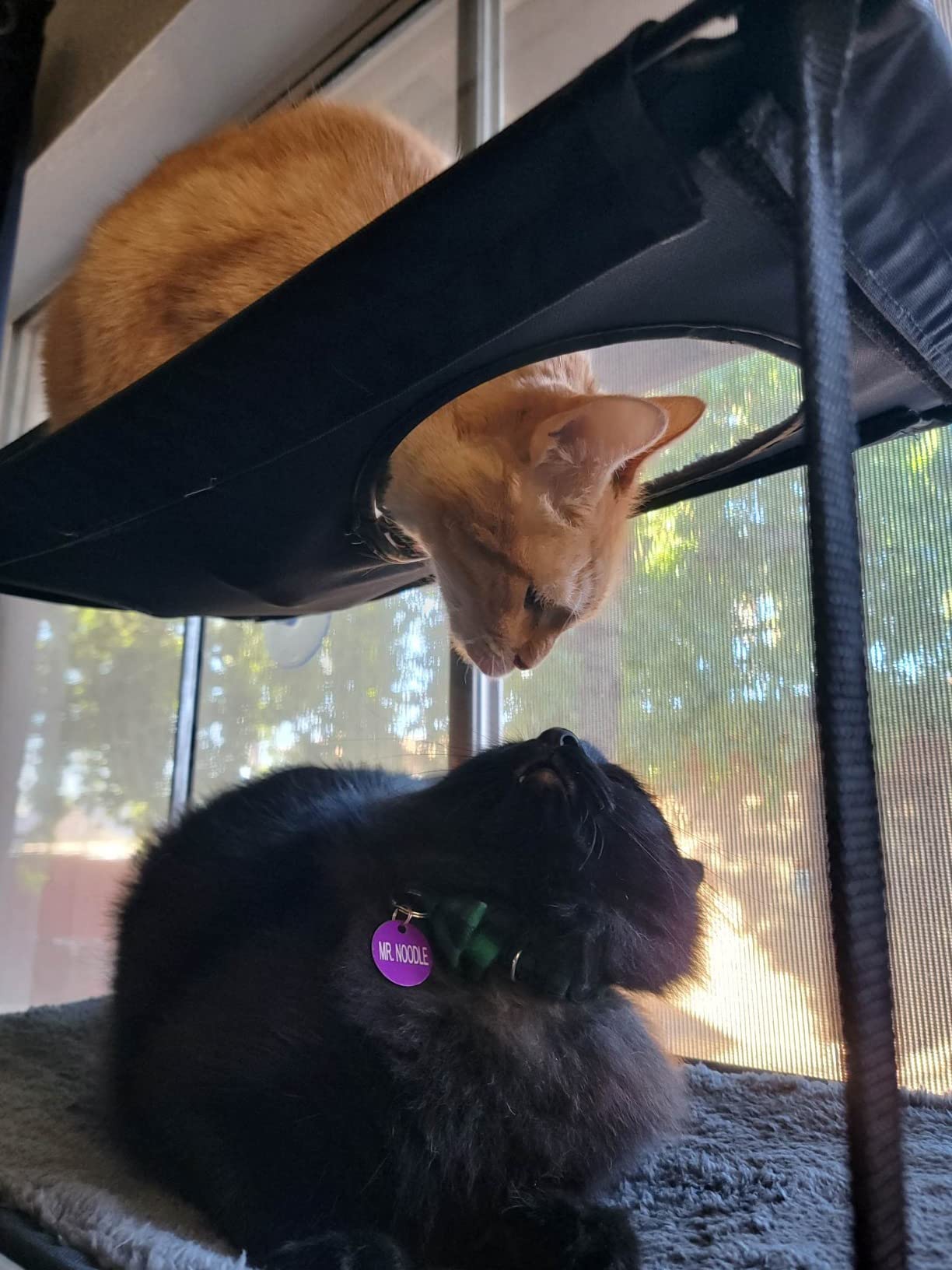 K&H Cat Window Perch, EZ Mount Double Stack Kitty Sill For Large Cats, Gray customer photo 2