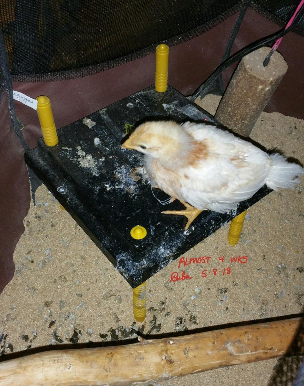 Premier Chick Brooder Heating Plate - 10