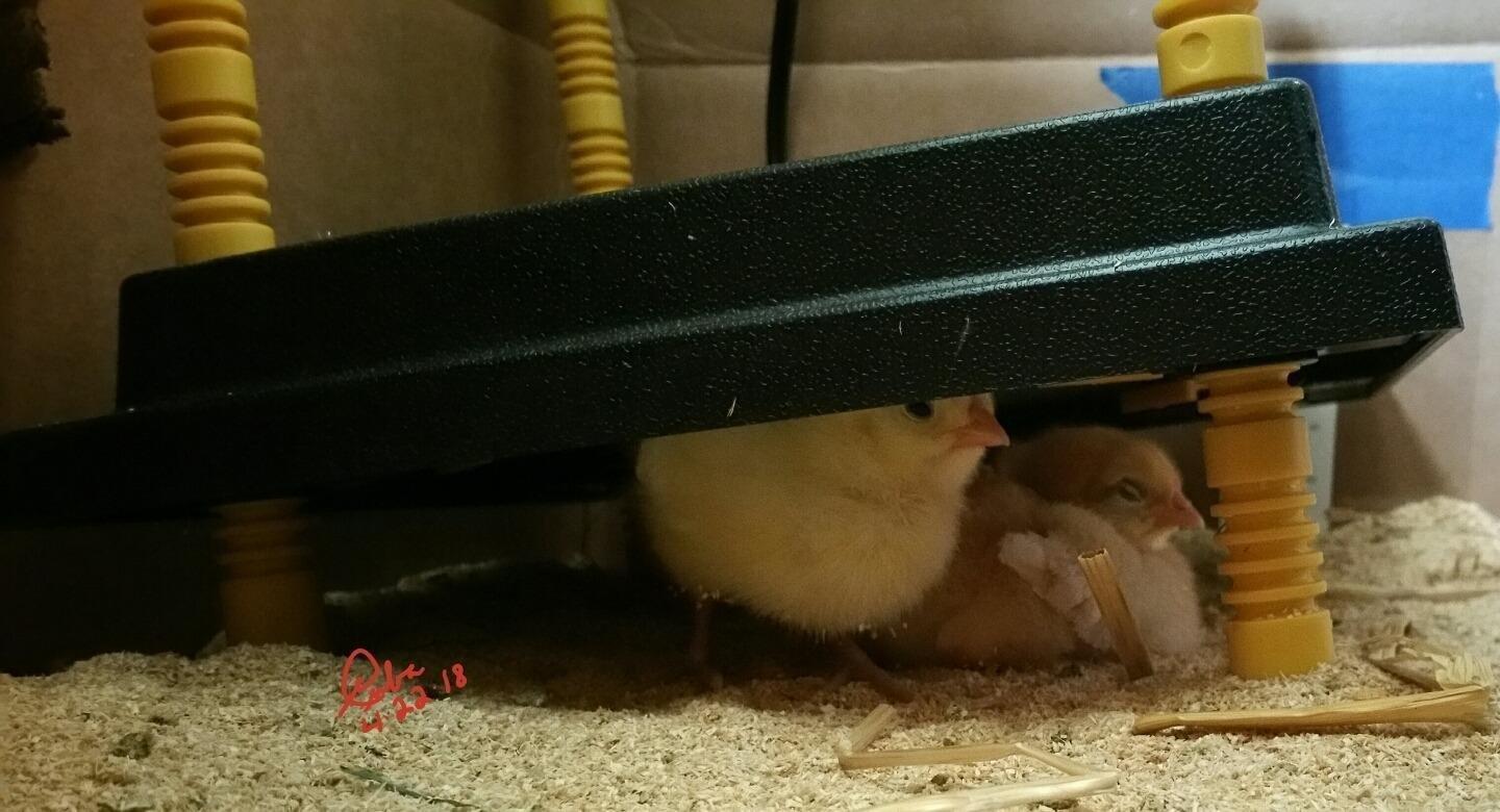 Premier Chick Brooder Heating Plate - 10