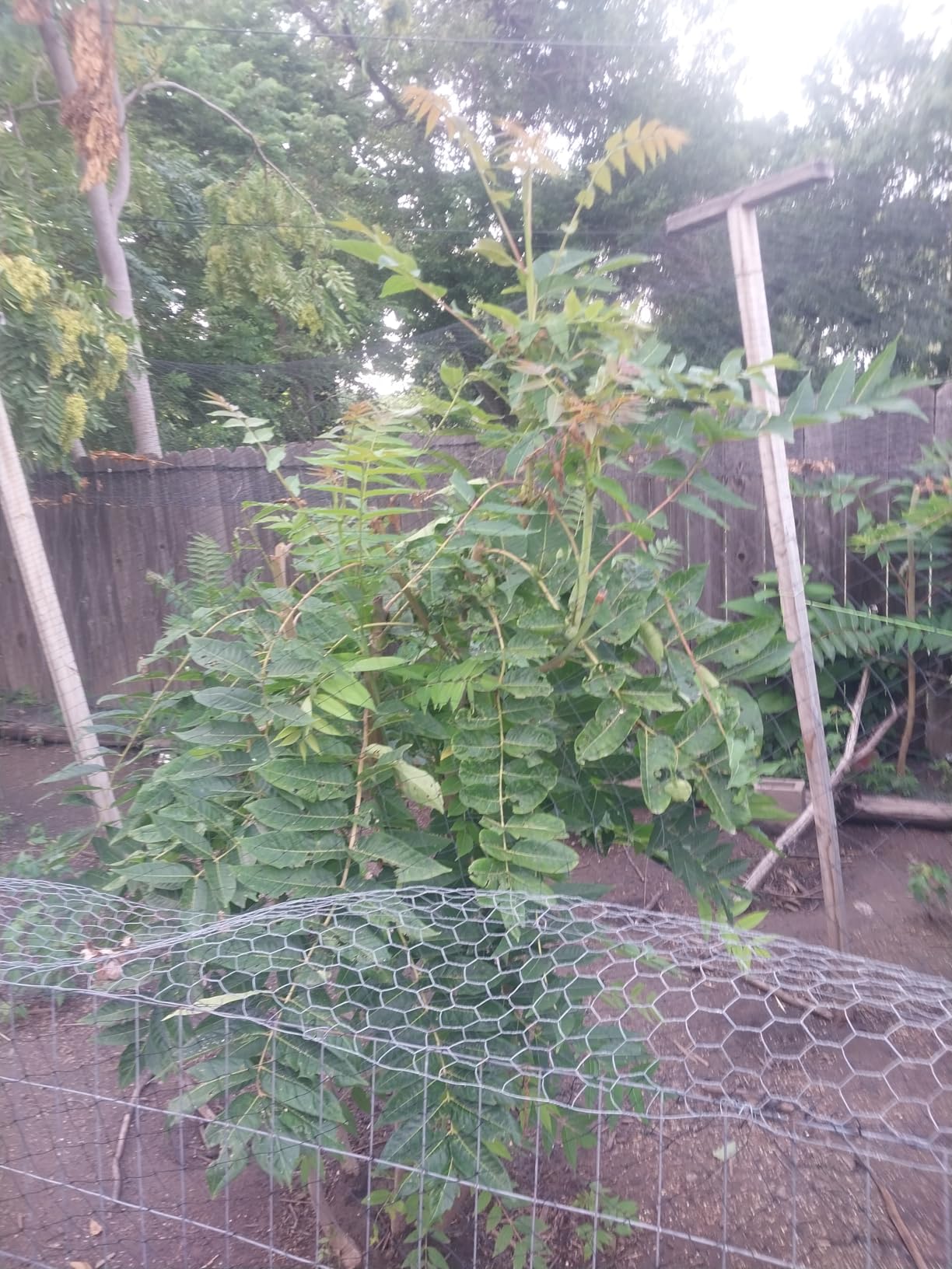 Harvesto Heavy Duty Bird Netting for Chicken Coops & Runs | Tree & Garden Netting Mesh 1-1/2
