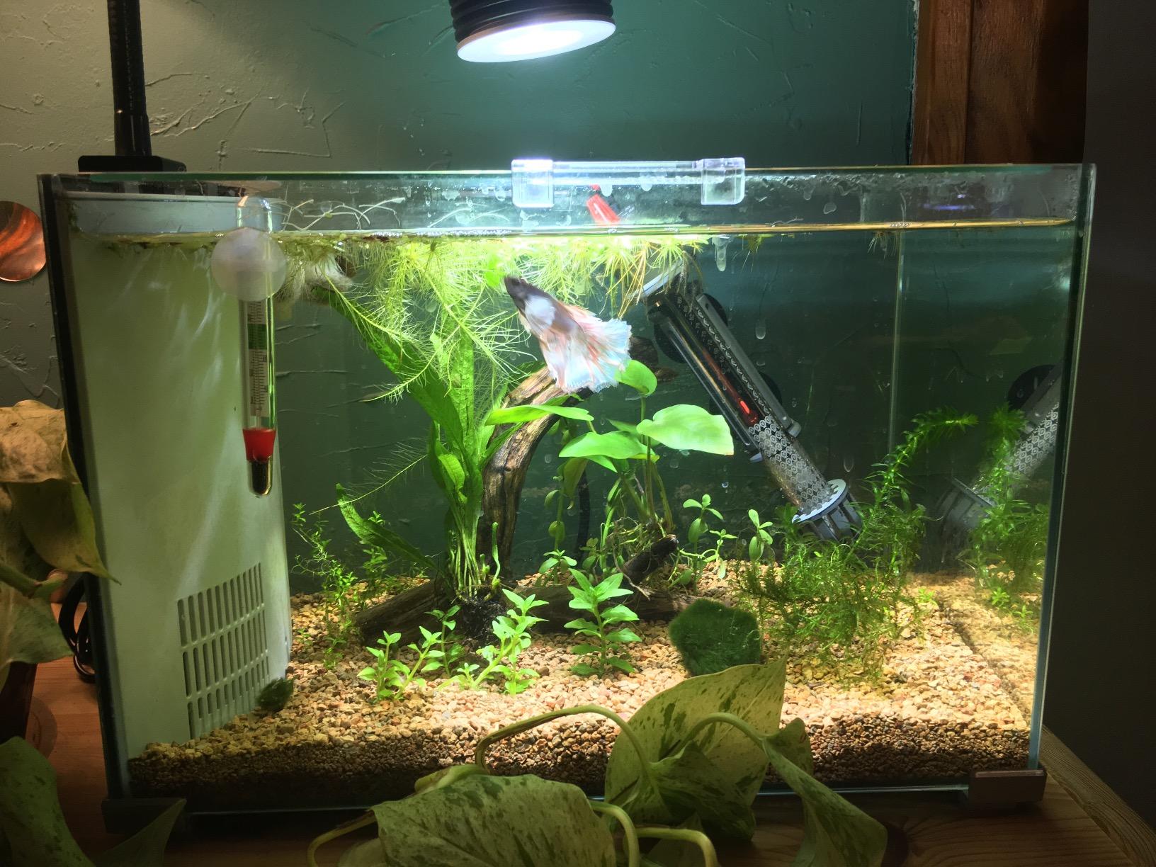 Lominie LED Aquarium Light, Planted Tank Light 4 Channels Remote Control 6500K Aquarium LED Lamp for Freshwater Fish Tank Refugium with Gooseneck (A20 Freshwater) customer photo 1
