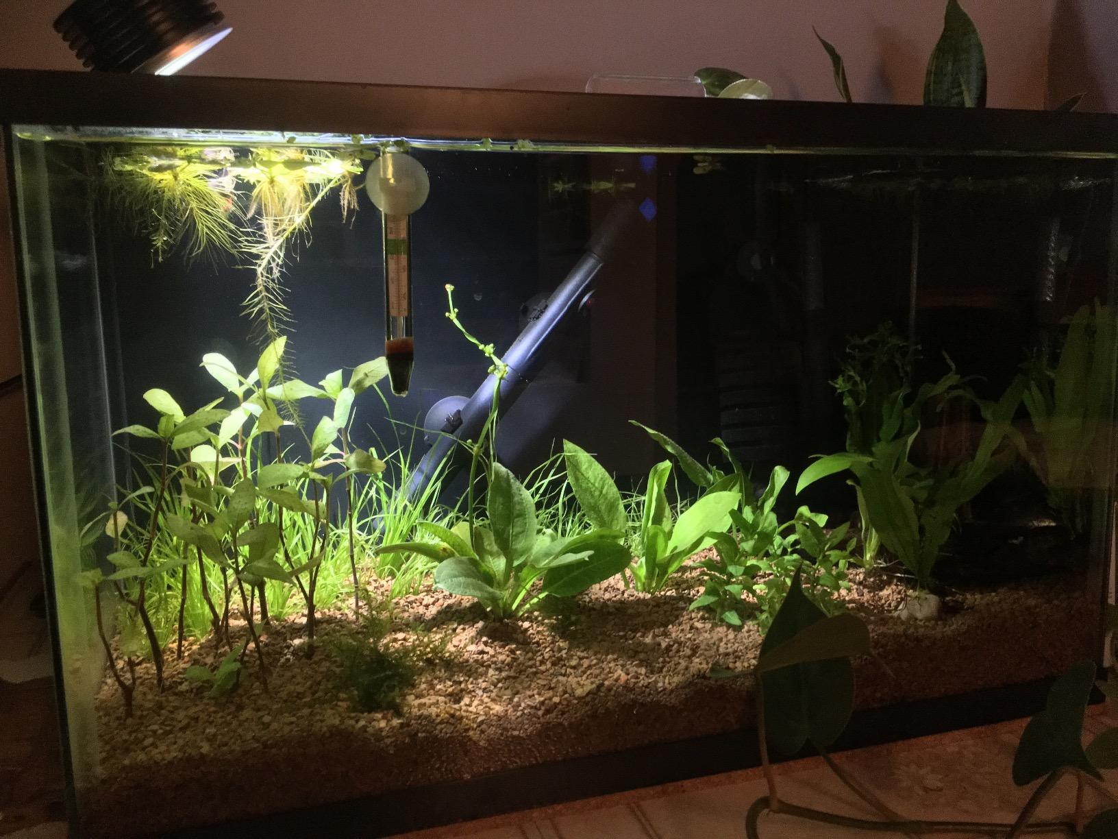 Lominie LED Aquarium Light, Planted Tank Light 4 Channels Remote Control 6500K Aquarium LED Lamp for Freshwater Fish Tank Refugium with Gooseneck (A20 Freshwater) customer photo 2
