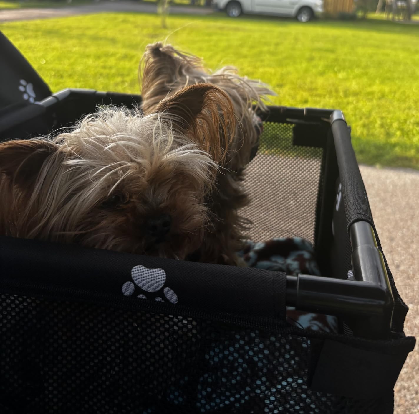 GENORTH Small Dog Car Seats for Small Dogs,Portable Puppy/Pet Car Booster Seat with Clip-On Leash and Mesh Window for Pet Up to 11 lbs customer photo 1