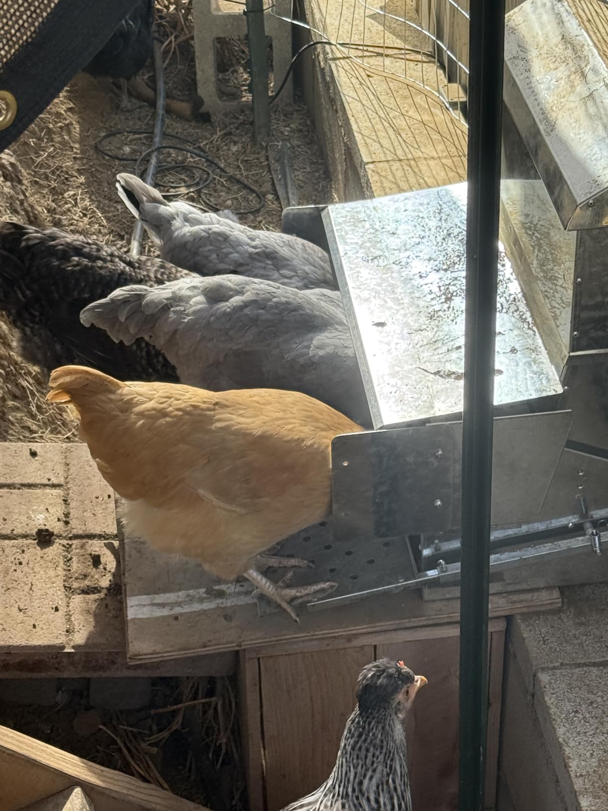 RentACoop Automatic Treadle Chicken Feeder, Rat Proof No Waste, 25 lb customer photo 2