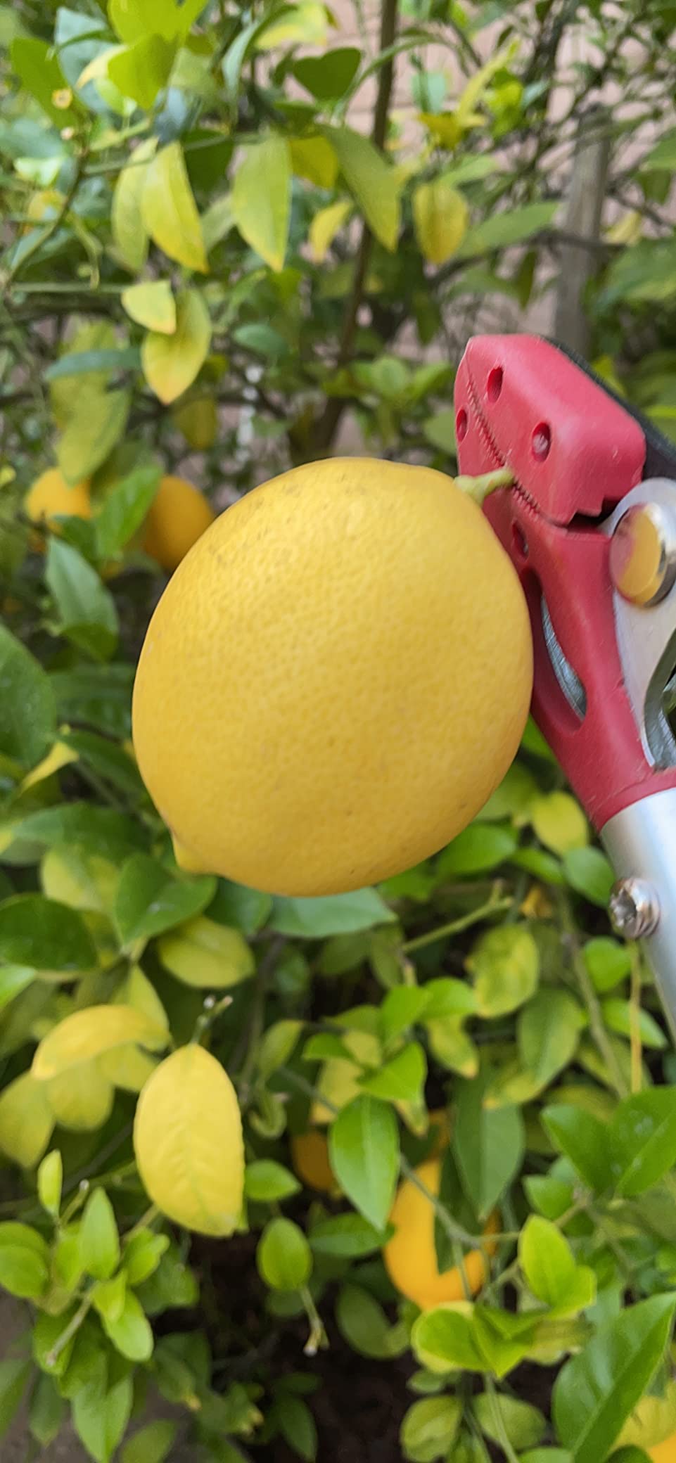 4FT Long Reach Pruner and Fruit Picker with Cut & Hold Feature, Lightweight 1.1lb Aluminum Pole with 90° Rotating Head, High Carbon Steel Sharp Blade, Ergonomic Tree Trimmer for High Branches customer photo 1