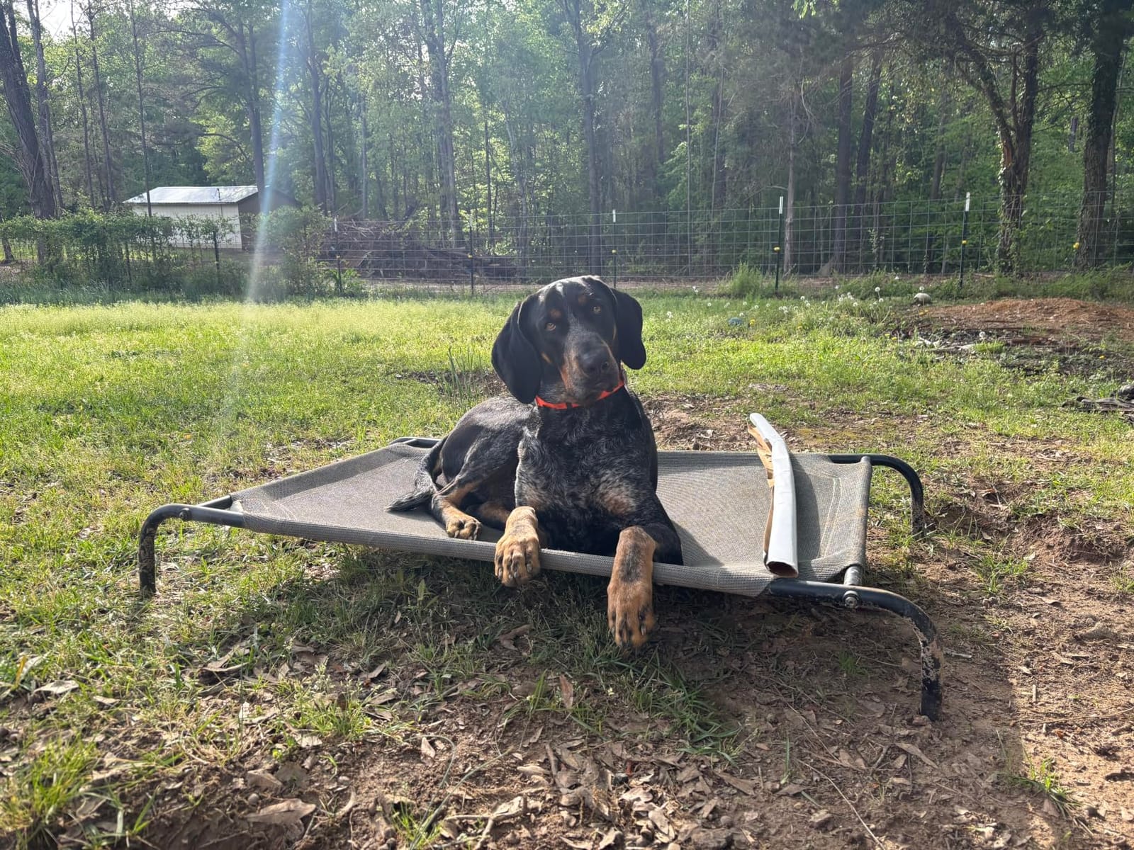 Coolaroo Original Elevated Dog Bed - Breathable Off-The-Ground Pet Bed with Cooling Fabric, Joint Relief & Moisture-Resistant Fabric, 100% Recyclable, Easy Clean, Gunmetal, Large customer photo 1