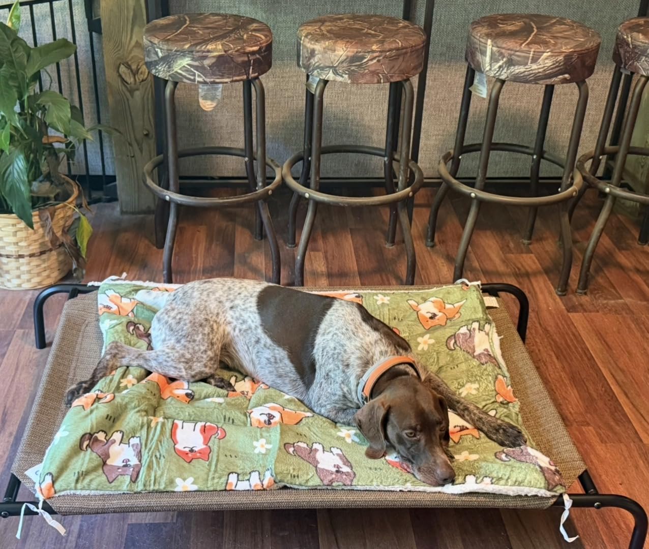 Coolaroo Original Elevated Dog Bed - Breathable Off-The-Ground Pet Bed with Cooling Fabric, Joint Relief & Moisture-Resistant Fabric, 100% Recyclable, Easy Clean, Gunmetal, Large customer photo 2