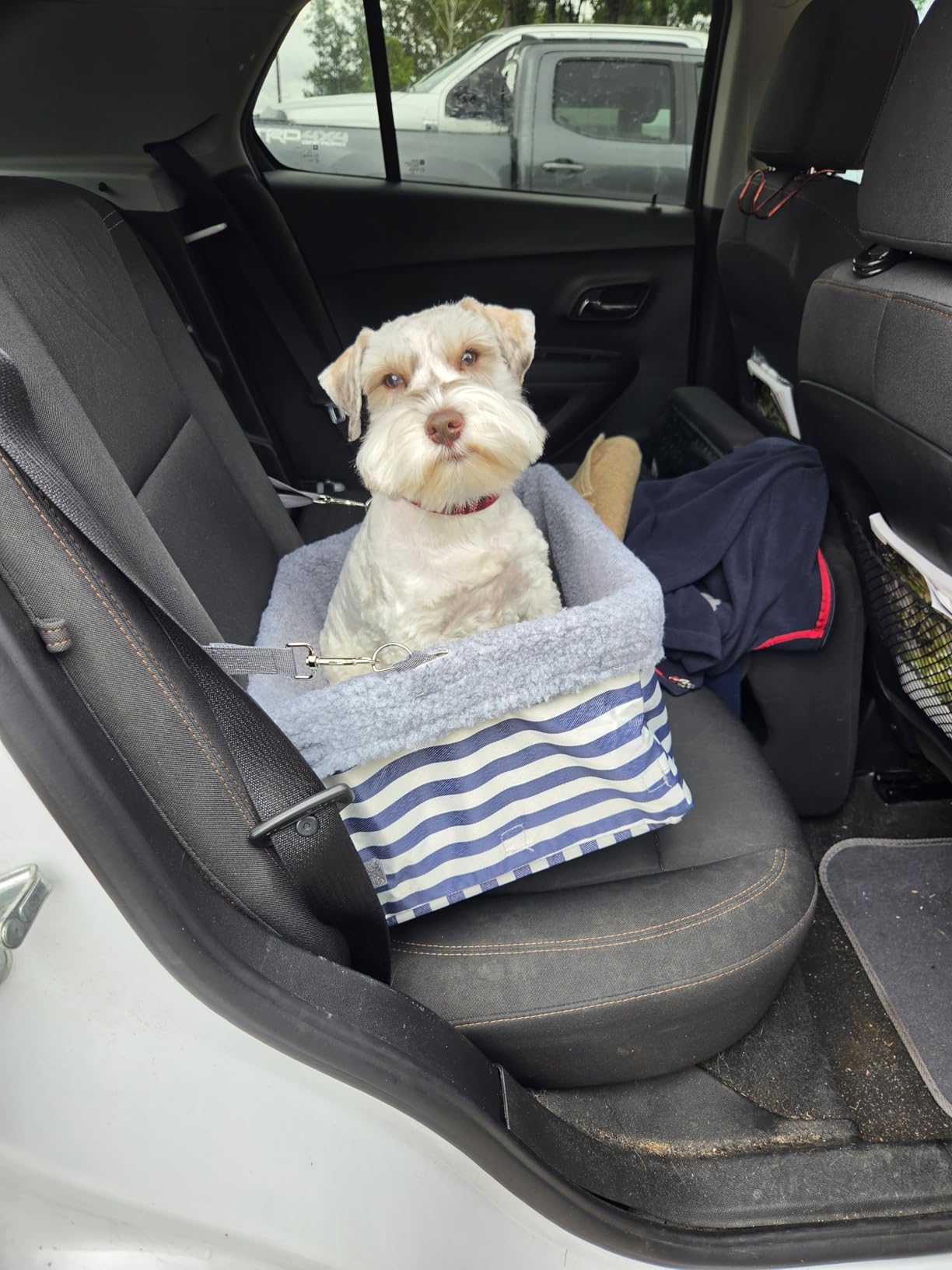 Dog Car Seats for Small Dogs, Upgrade Dog Booster Seat with Metal Frame Construction with Double-Layer Oxford, Perfect for Small Pets,L-UP TO 10LBS customer photo 1