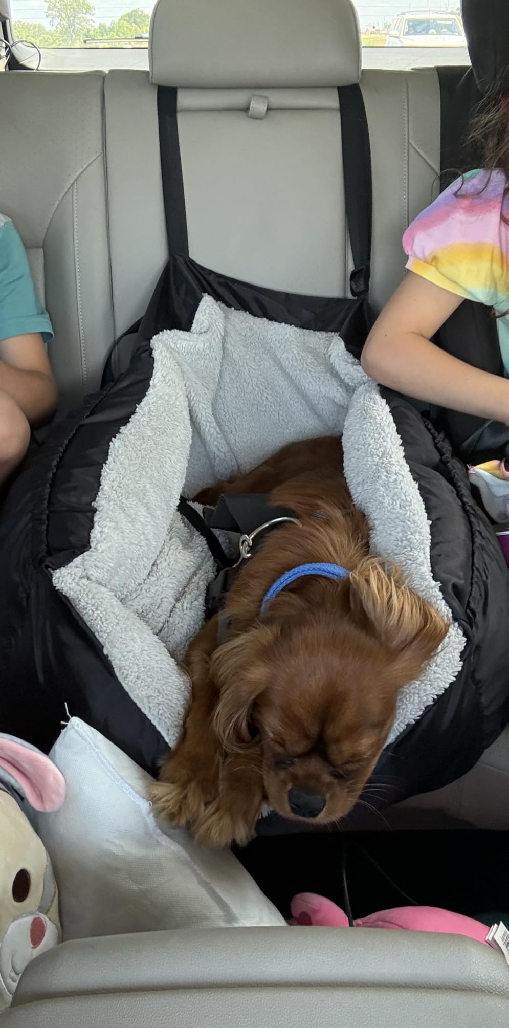 BurgeonNest Dog Car Seat for Small Dogs & Cats Under 25 lbs,Black customer photo 1