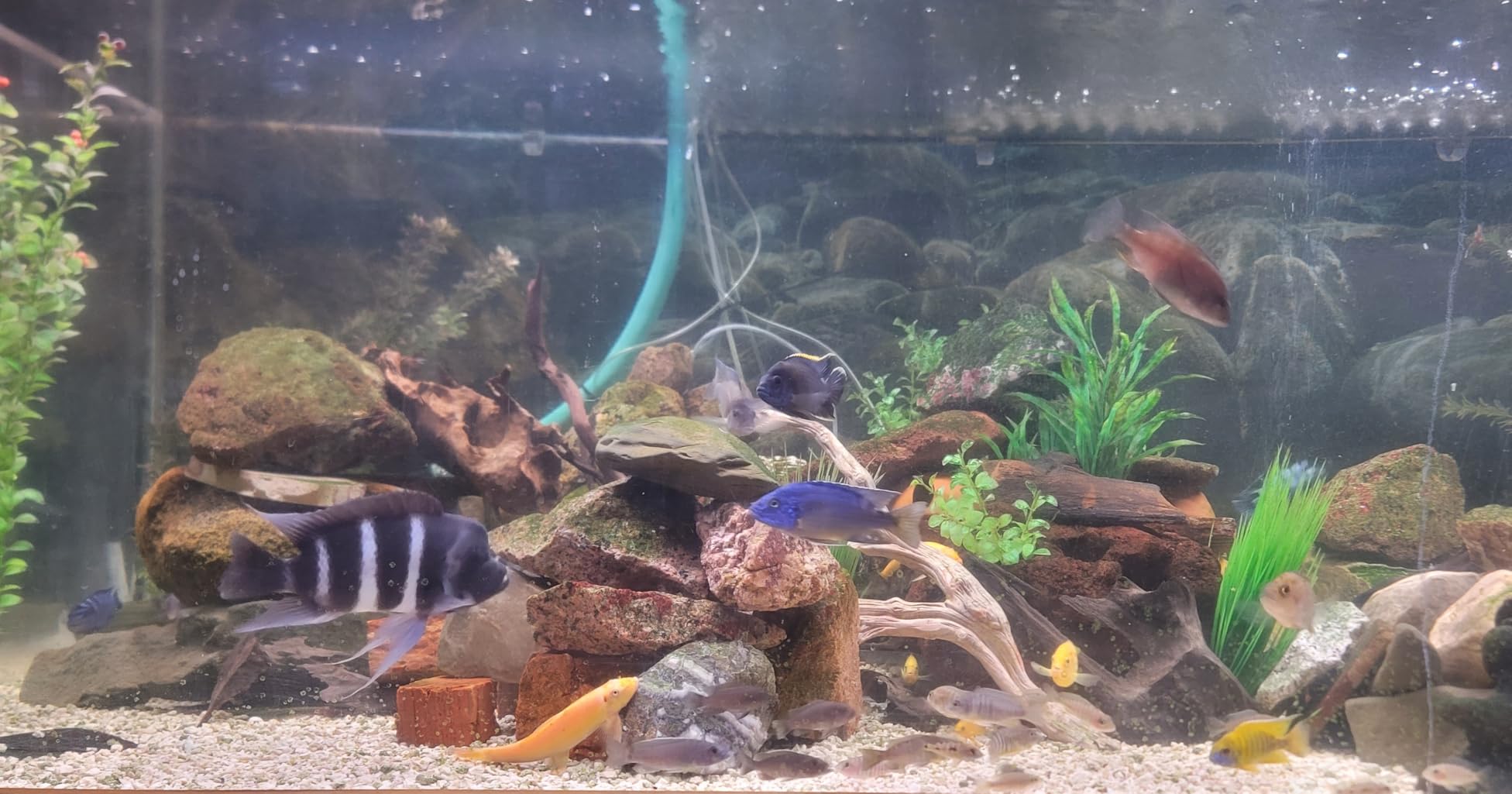 hygger Advanced LED Aquarium Light with Timer, 24/7 Lighting Cycle & DIY Mode, Full Spectrum Fish Tank Light for 30-36 in Freshwater Planted Tank customer photo 2