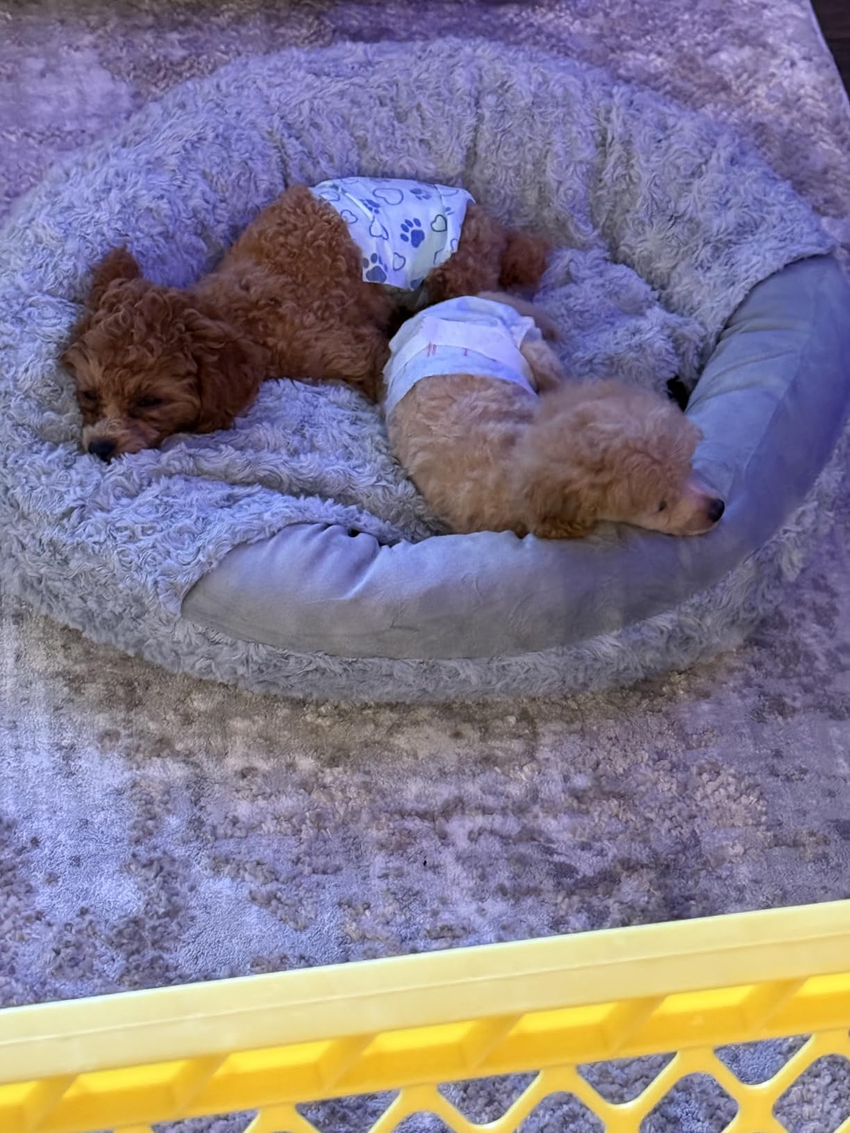 JOEJOY Small Dog Bed Cat Bed with Hooded Blanket, Cozy Cuddler Luxury Puppy Pet Bed, Donut Round Calming Anti-Anxiety Dog Burrow Cave Bed - Anti-Slip Bottom and Machine Washable 23 inch customer photo 2