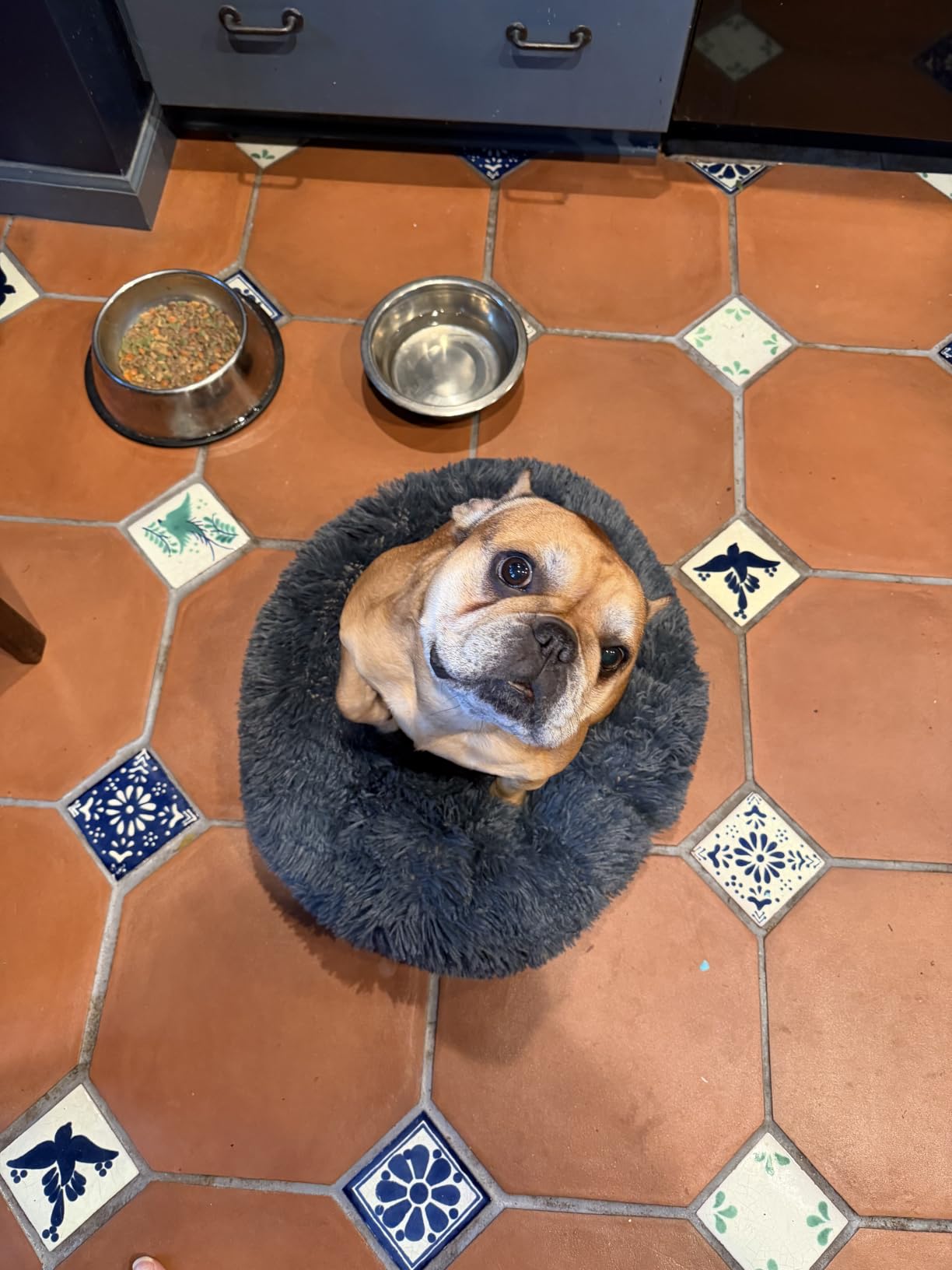 nononfish Calming Dog Bed for Small Dogs,Plush Donut Pet Bed customer photo 2