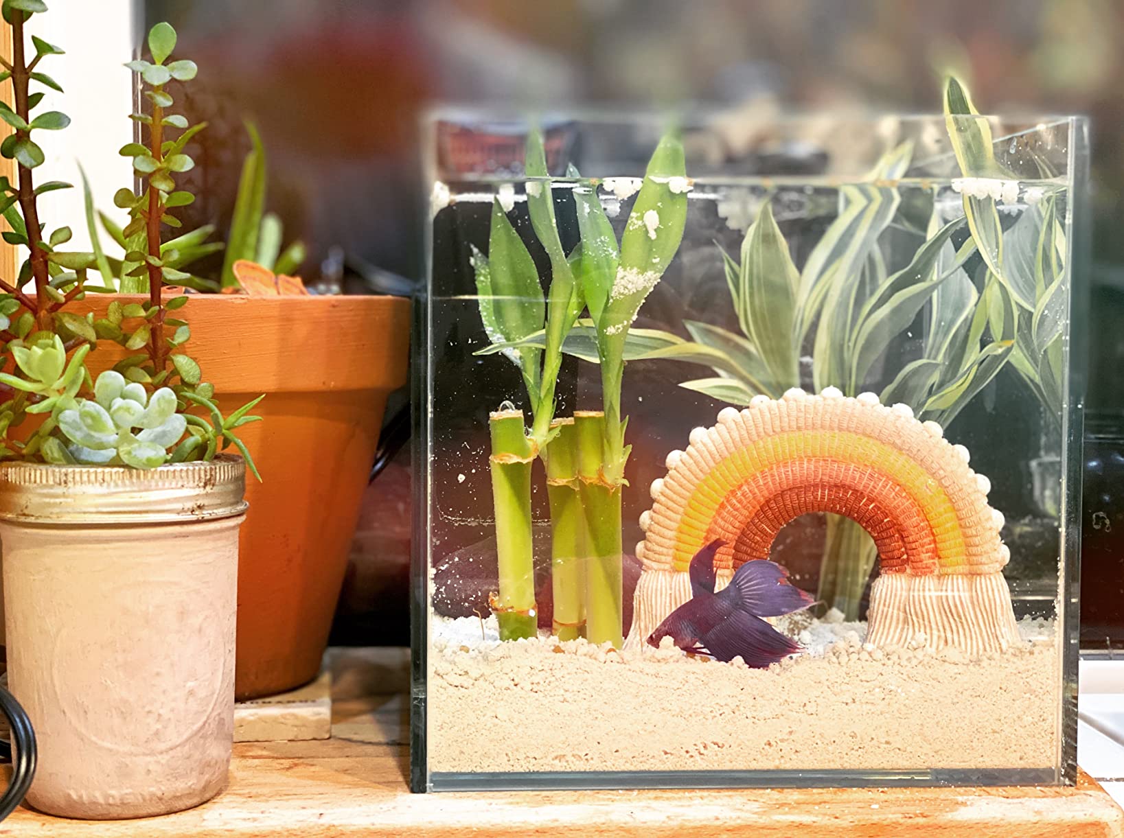 Nano Tall Rimless Aquarium Low Iron Frameless Fish Tank, Extra Clear with Floating Air Style, for Aquariums or Terrariums customer photo 1