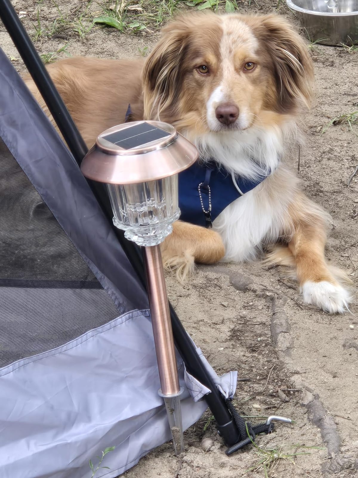 XMCOSY+ Solar Pathway Lights Outdoor, 6 Pack Solar Light Outdoor Waterproof customer photo 1