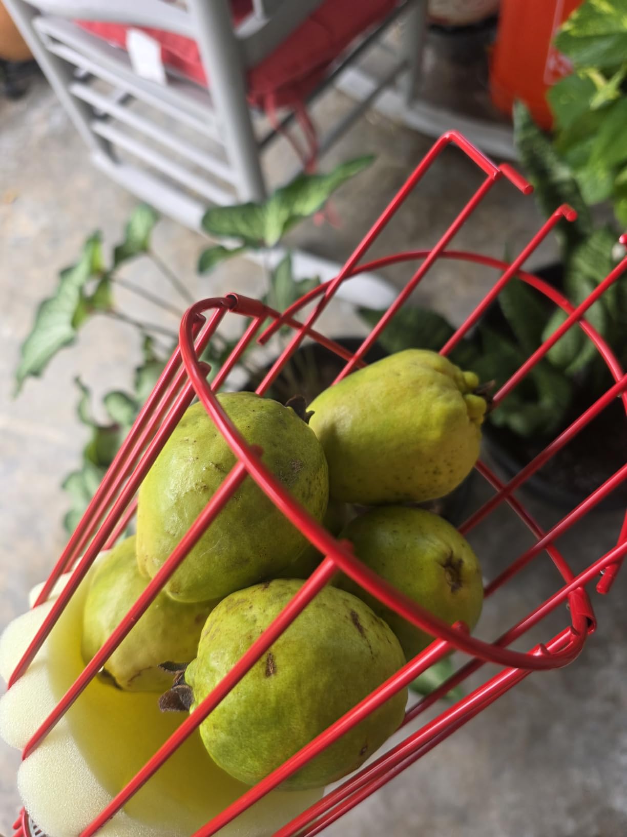 DonSail Pomelo Fruit Picker Pole Tool with Basket Telescoping Long Handle, 35-95 Inch Adjustable Orange Apple Picker Pole Tool with Basket for Avocado Acorn Lemon Pear Mango Tree Picker customer photo 2