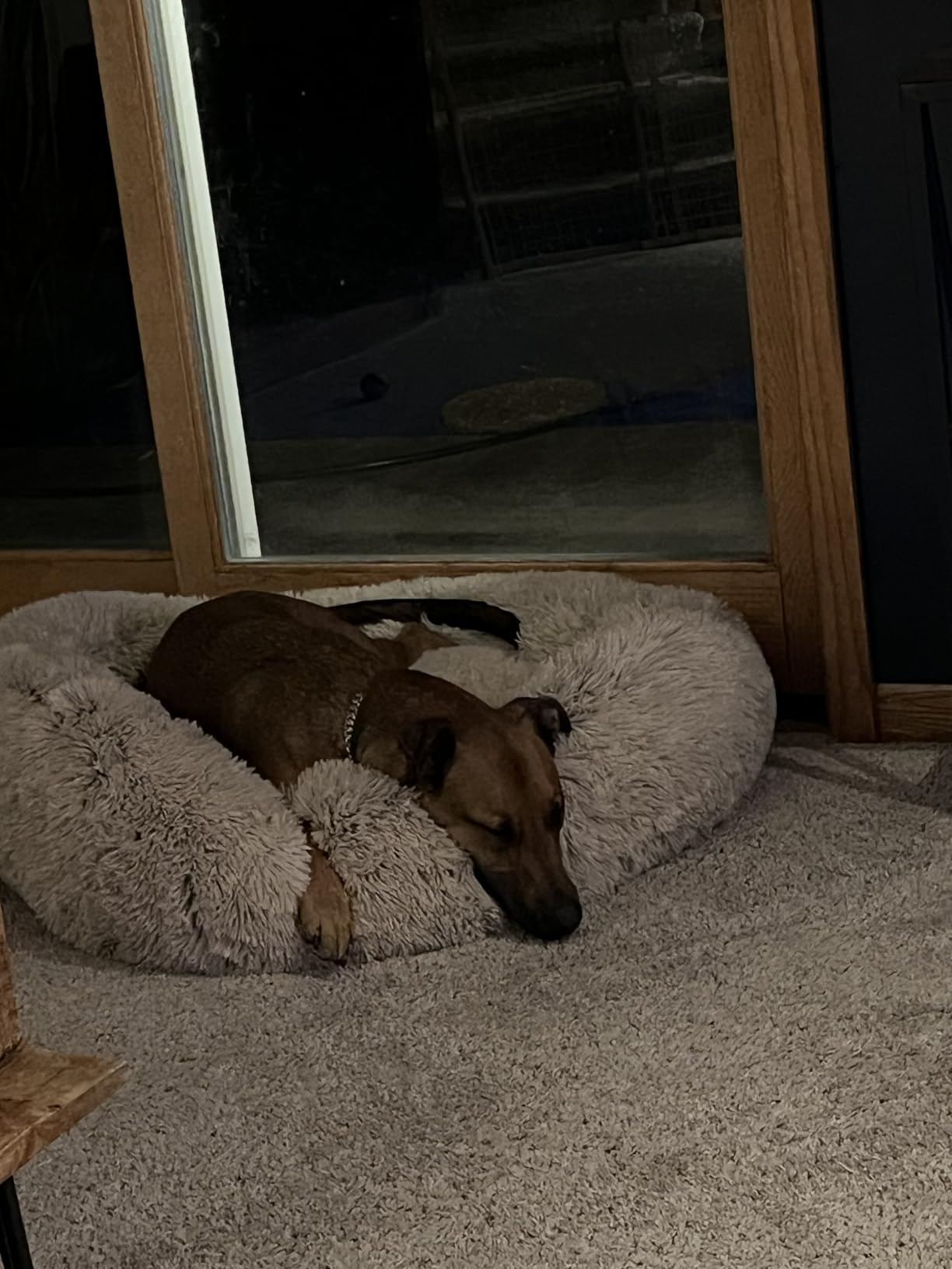 SAVFOX 30 inches Calming Donut Dog Bed - 3X Durable Plush Faux Fur, Machine Washable & Non-Slip, Fits up to 45 lbs, Dark Grey customer photo 2