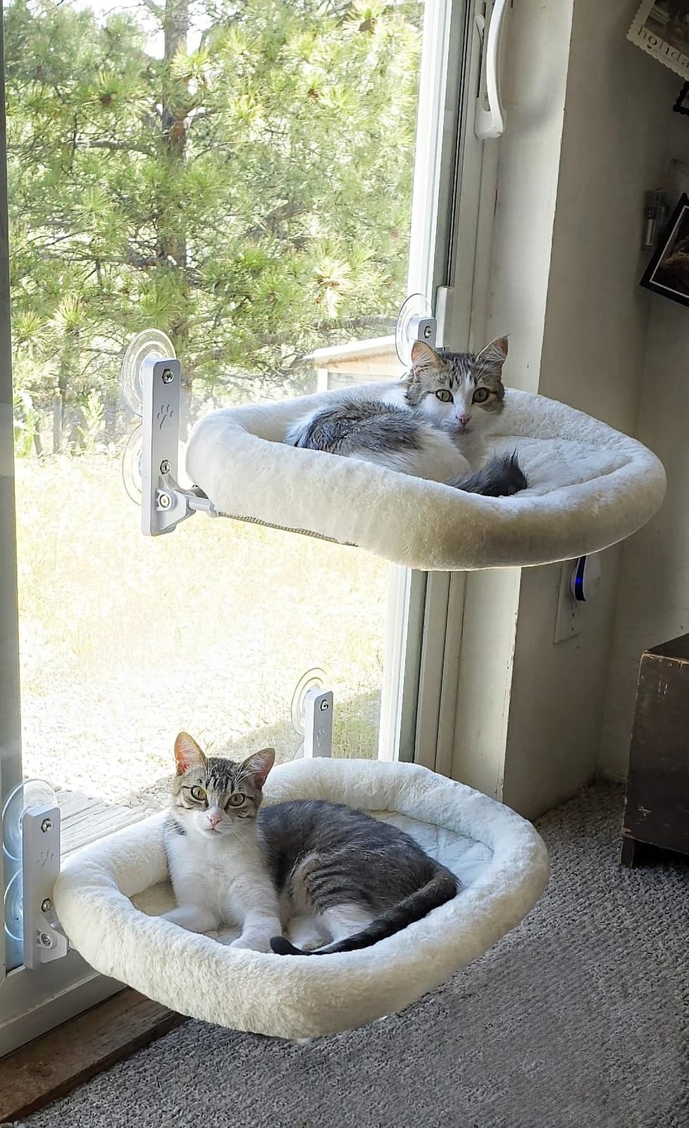 AMOSIJOY Cordless Cat Window Perch with Cushion Bed Metal Frame, L White customer photo 1