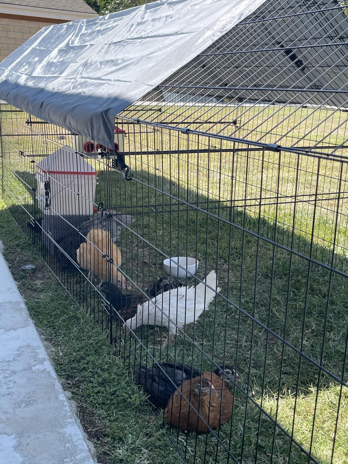 Chicken Coop, 130