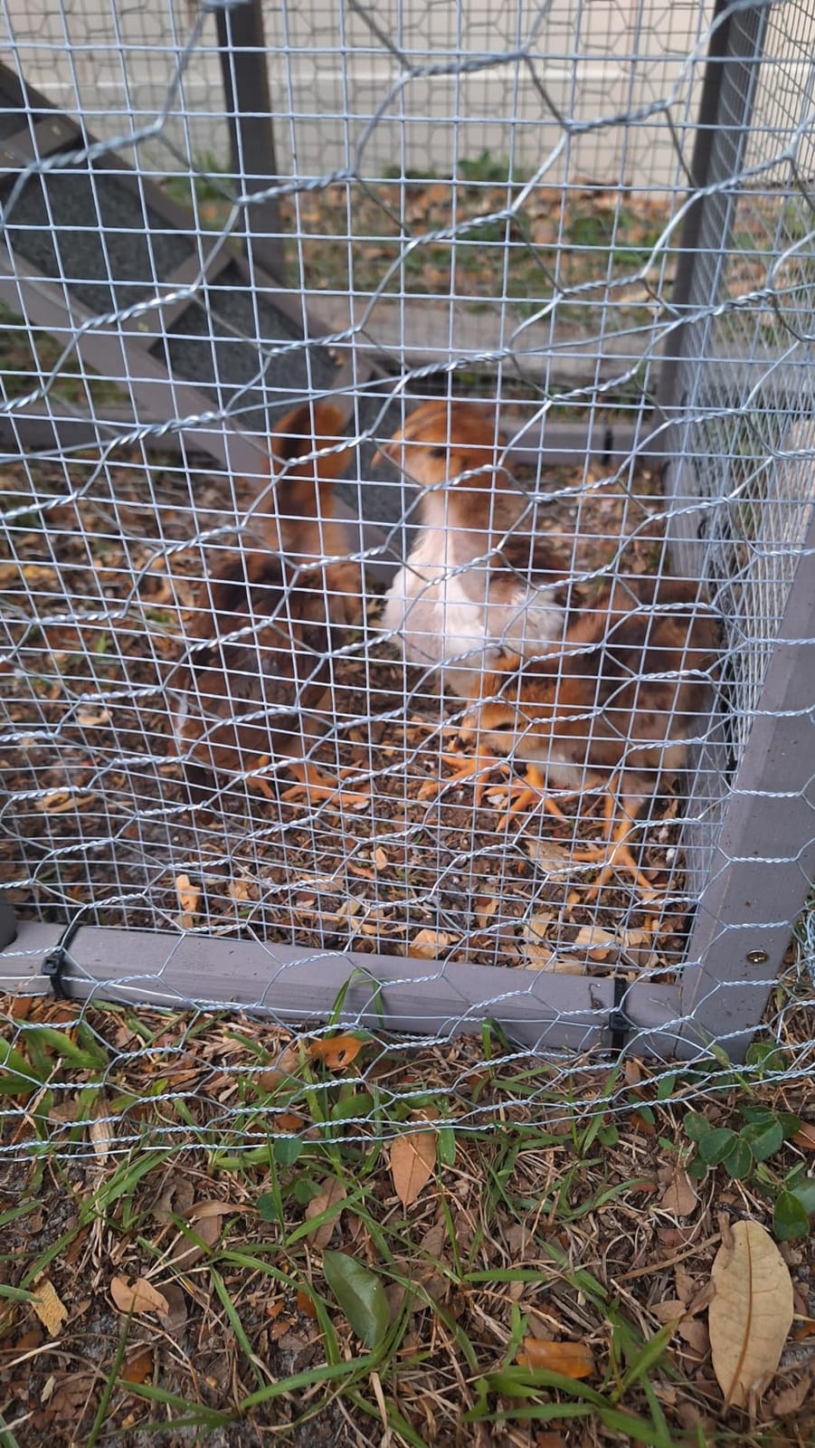 Ketive Large Wooden Chicken Coop with Run and Wheels, Grey customer photo 1