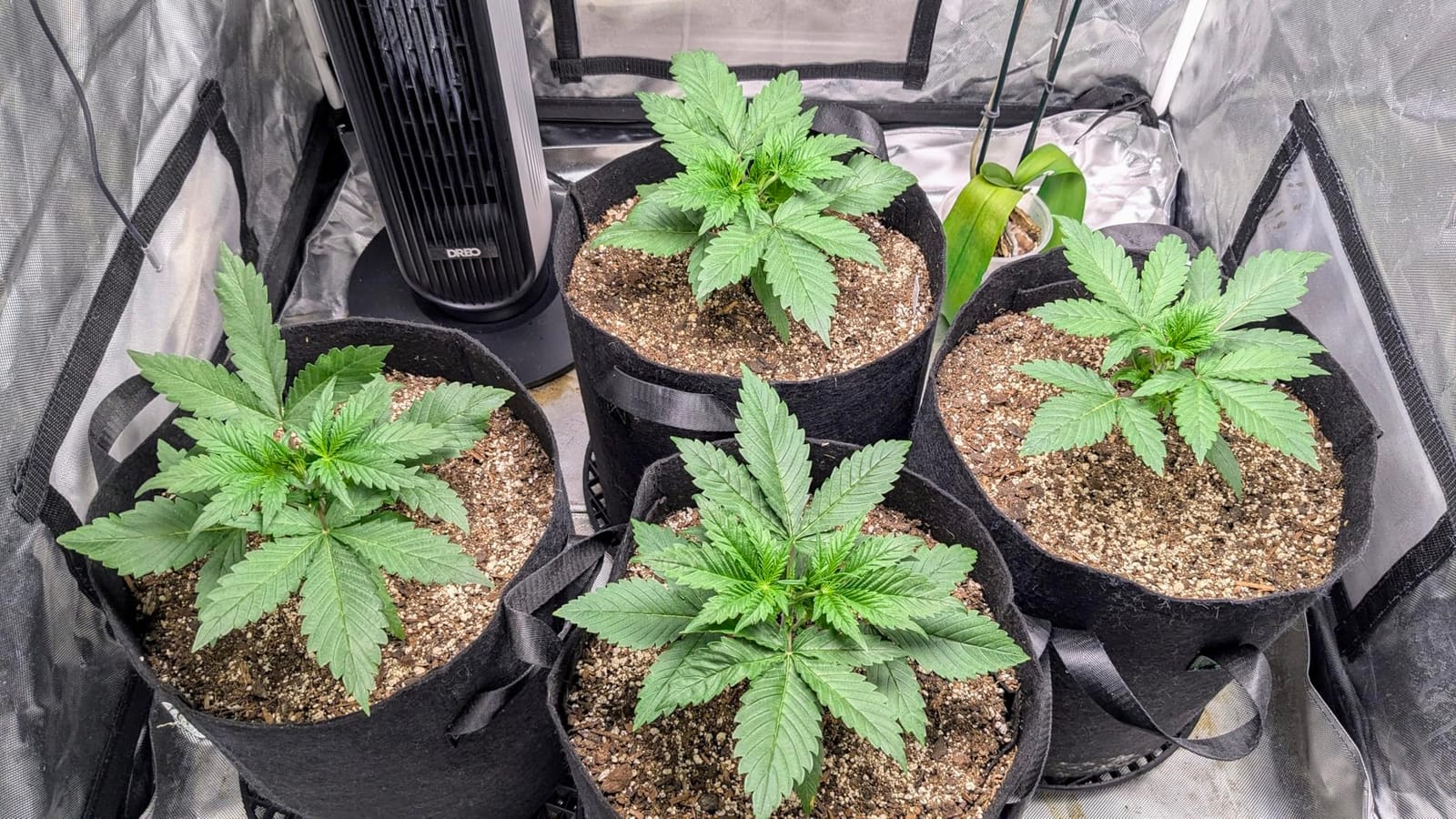 AC Infinity CLOUDFORGE T3, Plant Humidifier 4.5L with VPD Humidity Controls customer photo 2