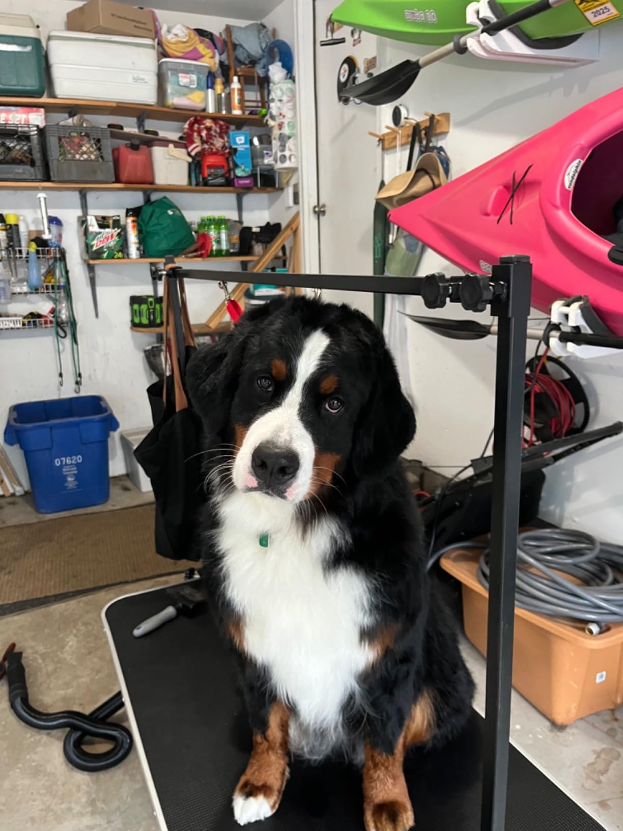 LEIBOU 45'' Height Adjustable(23''~33.8'') and Foldable Pet Dog Grooming Table Heavy Duty Iron Frame with H-Shape Grooming Arm & Noose, Maximum Capacity Up to 260lbs, Black customer photo 1