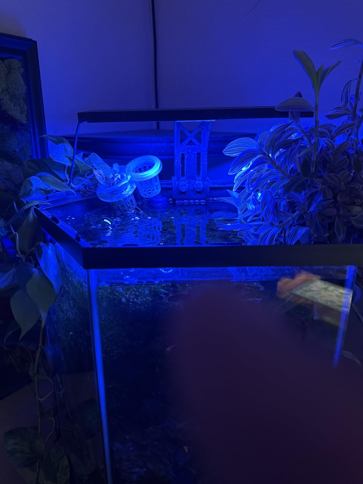 SEAOURA Clip On Aquarium Light for Plants-24/7 Fish Tank Light, 12-20 Inch customer photo 1