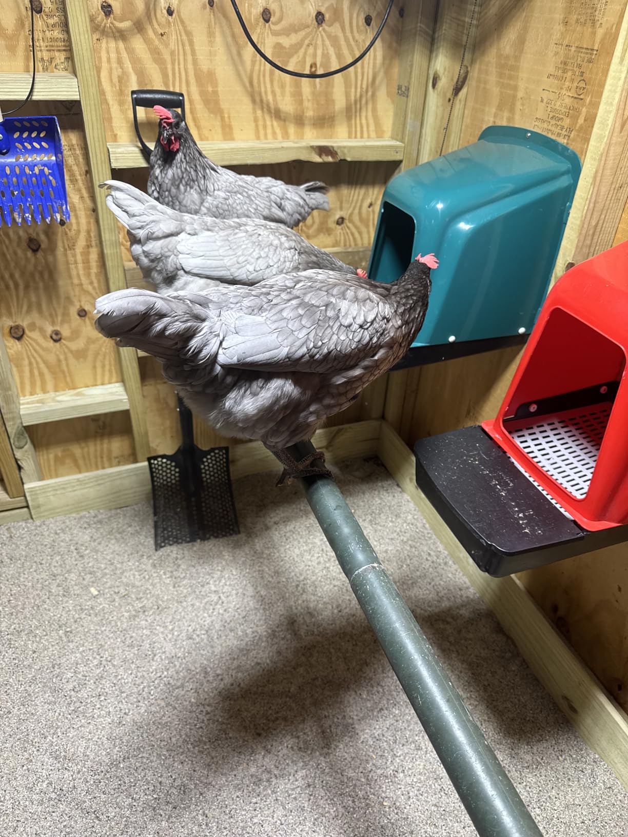 10‑Pack Chicken Nesting Boxes, Roll‑Out Egg Collection Chicken Laying Boxes, Large Waterproof Durable Nest Boxes Easy to Install for Chicken Coop customer photo 1