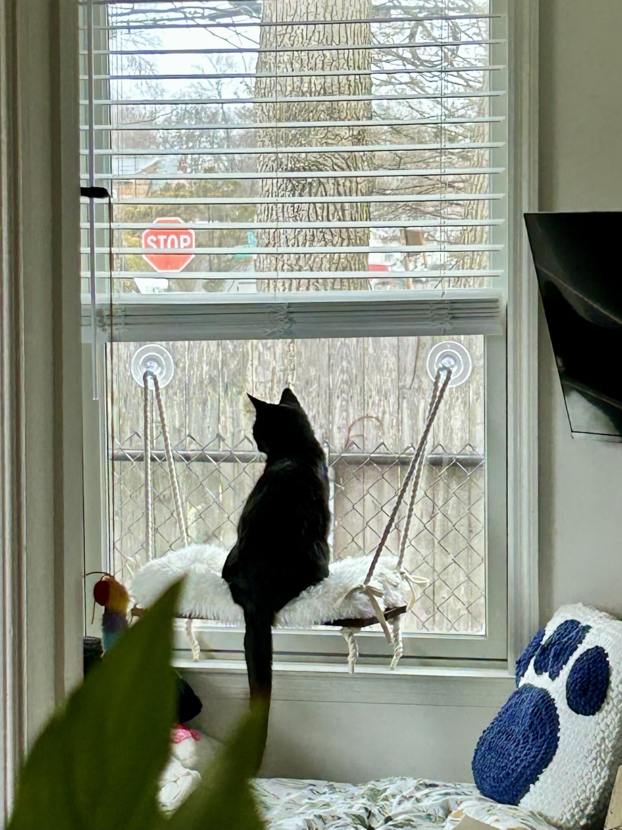 Cat Window Perch with Industrial-Grade Suction Cups - Solid Pine Wood Hammock Bed, Soft Cushion - 42 lb Capacity for Cats Inside customer photo 1
