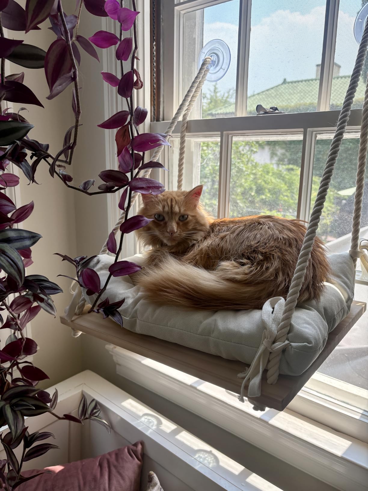 Cat Window Perch with Industrial-Grade Suction Cups - Solid Pine Wood Hammock Bed, Soft Cushion - 42 lb Capacity for Cats Inside customer photo 2