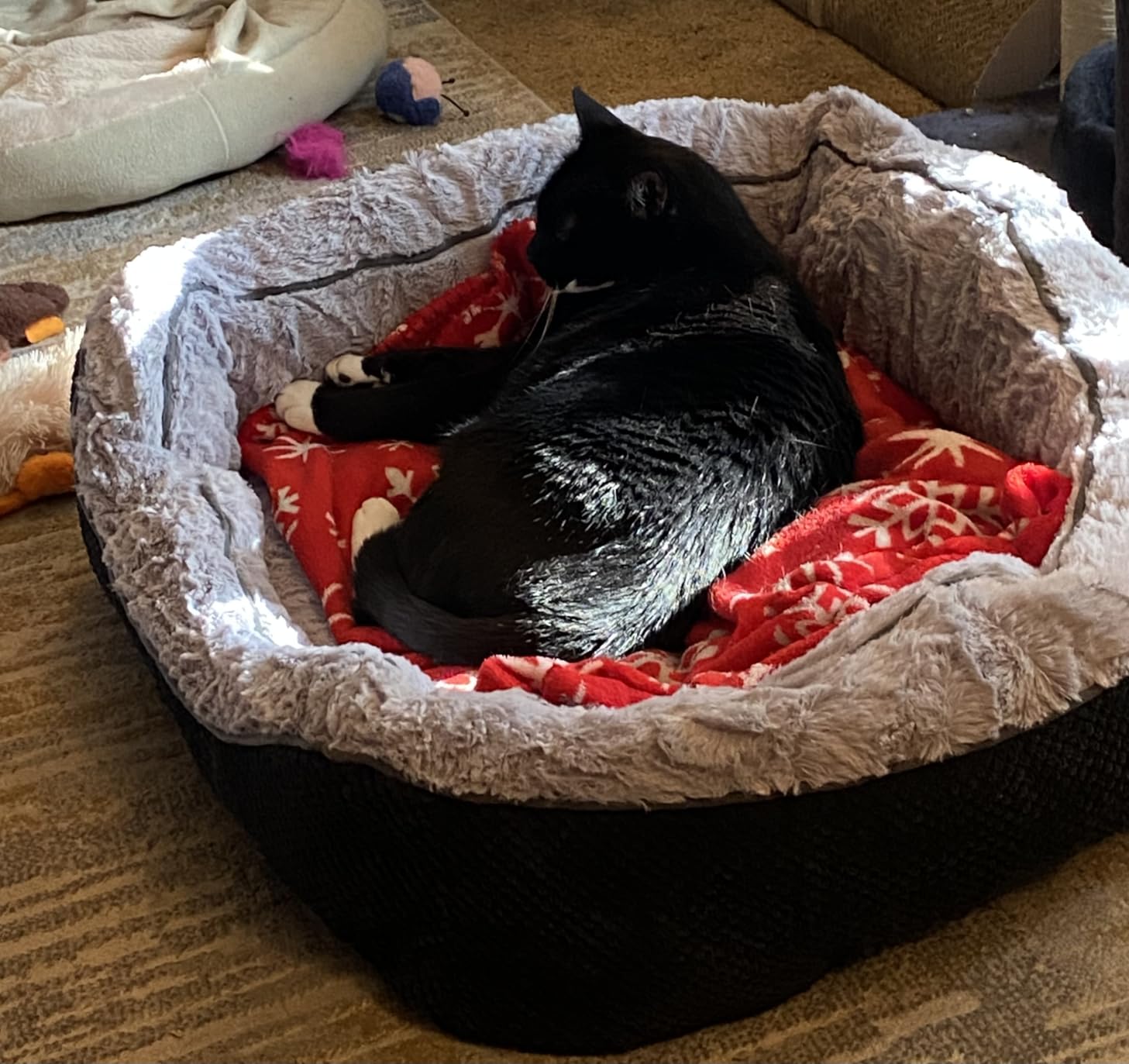 INVENHO Dog Beds for Small Medium Dogs Washable, Calming Orthopedic Warming Soft Calming Sleeping Durable Pet Bed with Anti-Slip Bottom customer photo 1